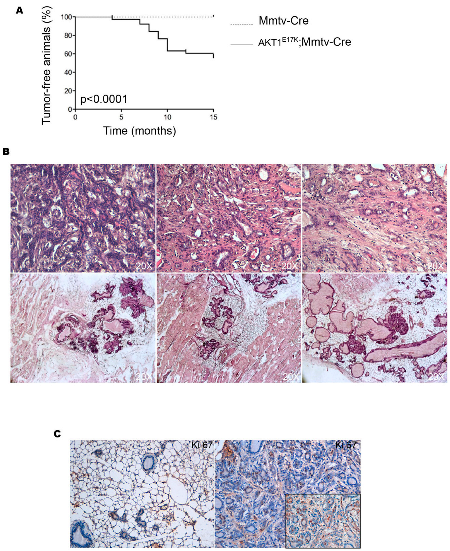 Cancers 14 02645 g001