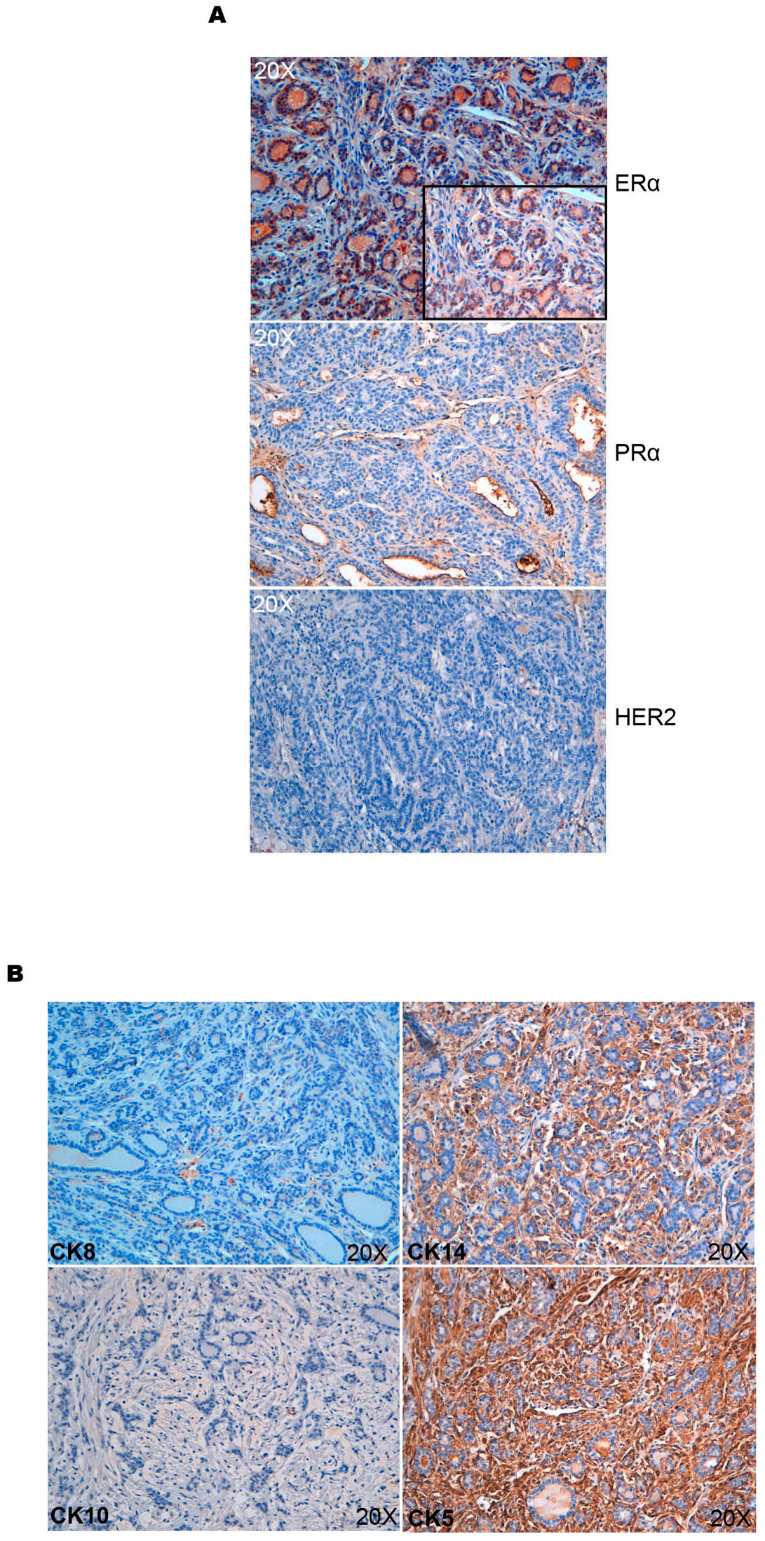 Cancers 14 02645 g002