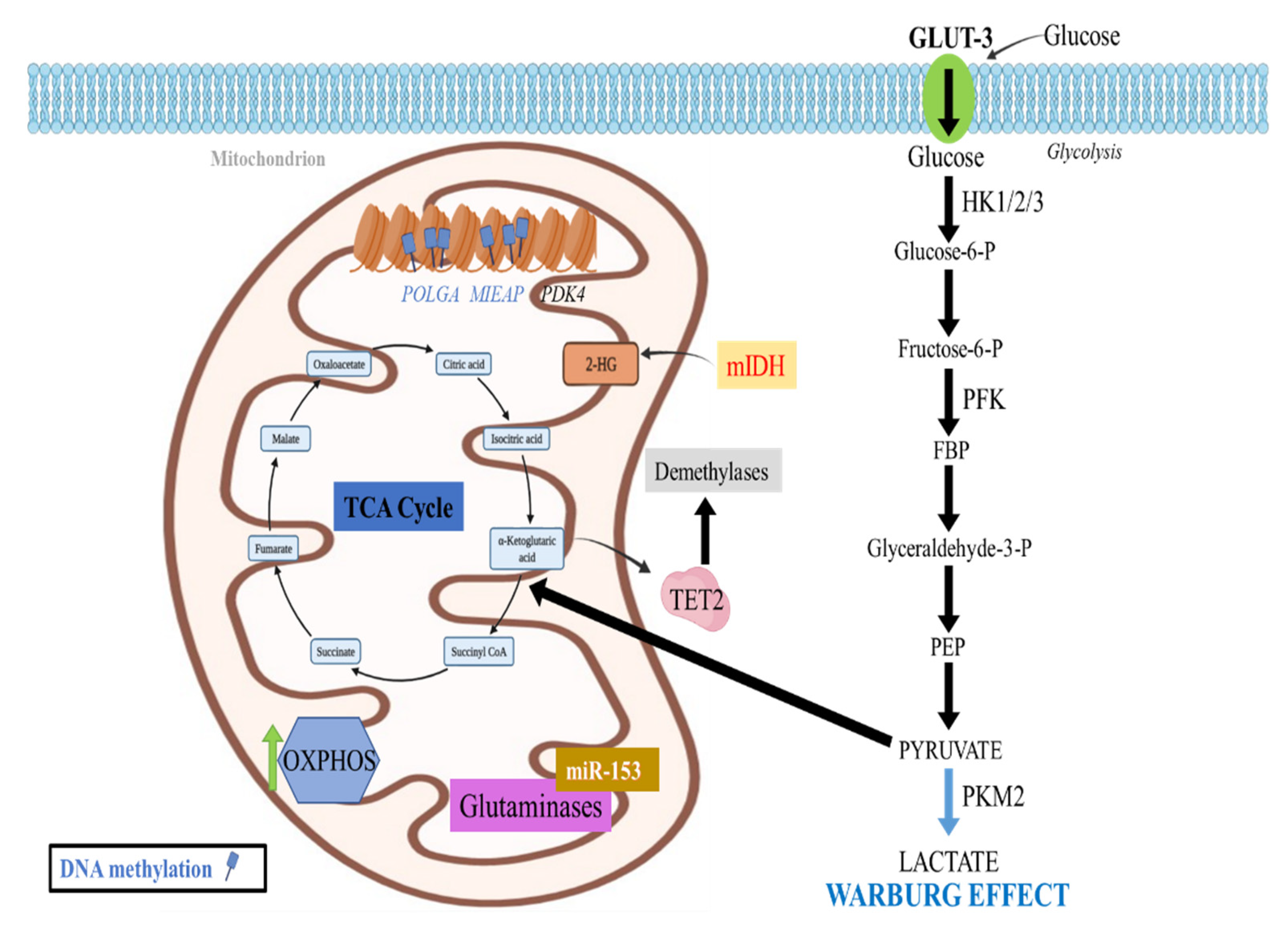 Cancers 14 02655 g003 Cancers 14 02655 g003