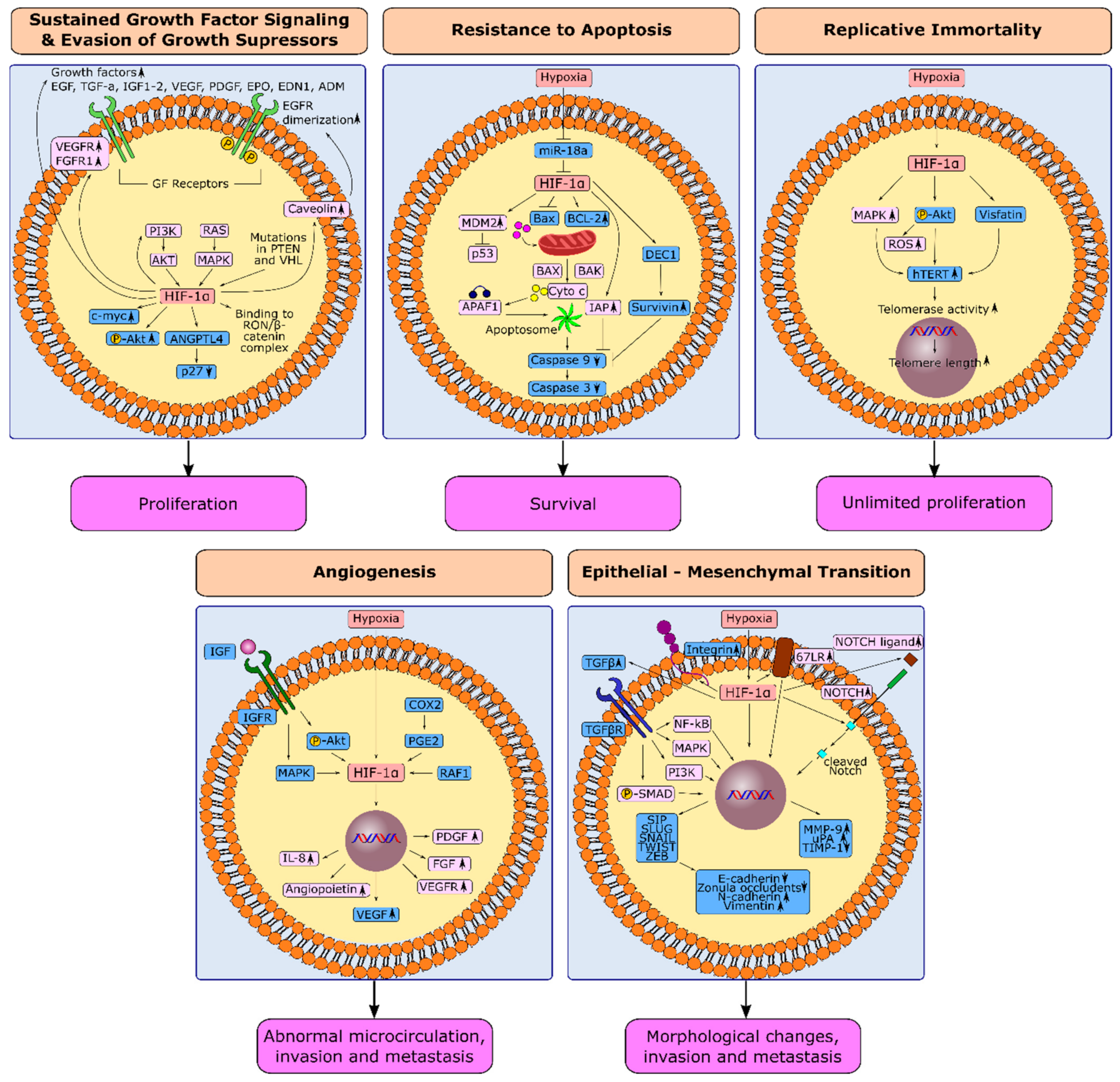 Cancers | Free Full-Text | The HIF-1α as a Potent Inducer of 