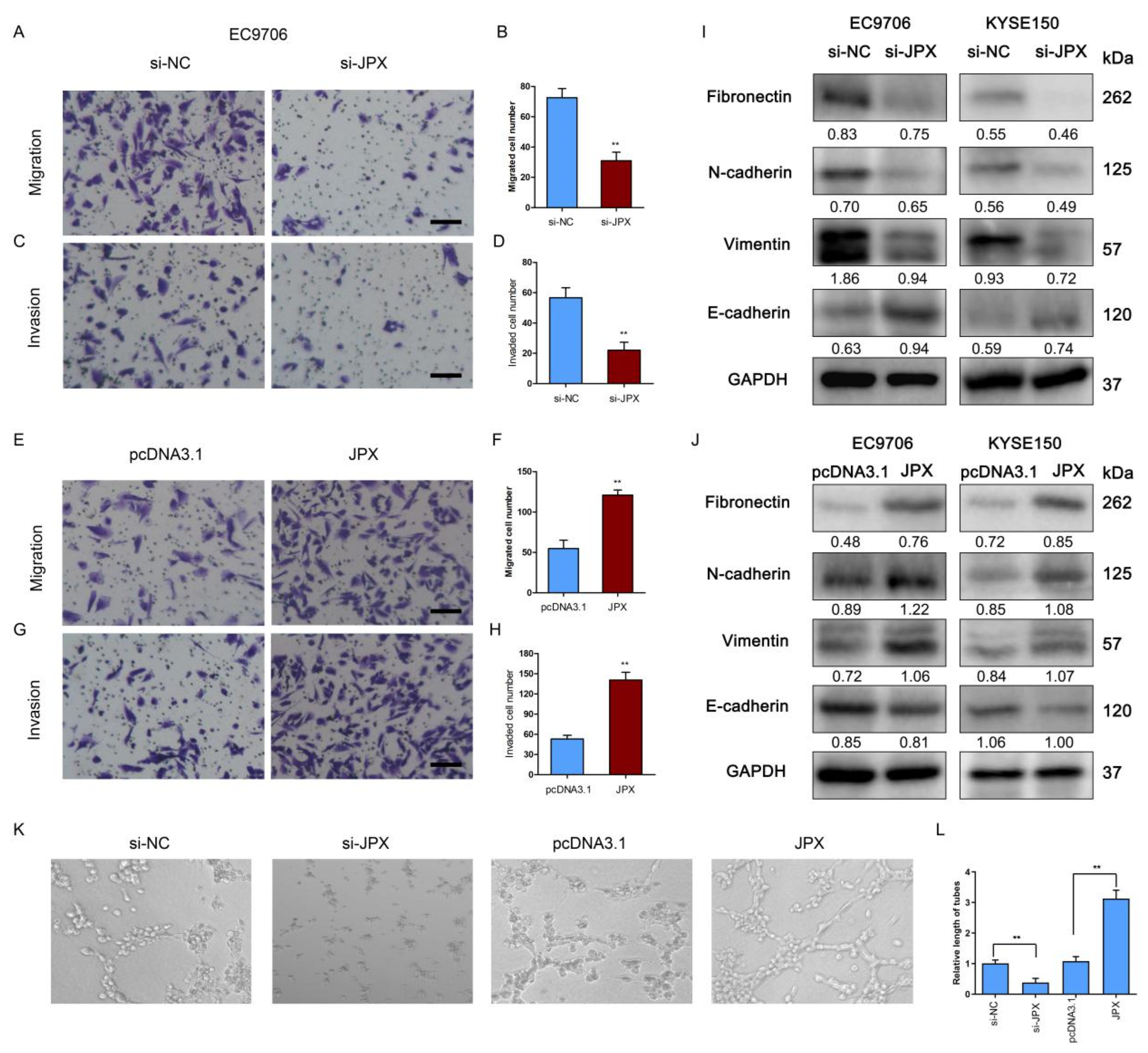 Cancers 14 02713 g003
