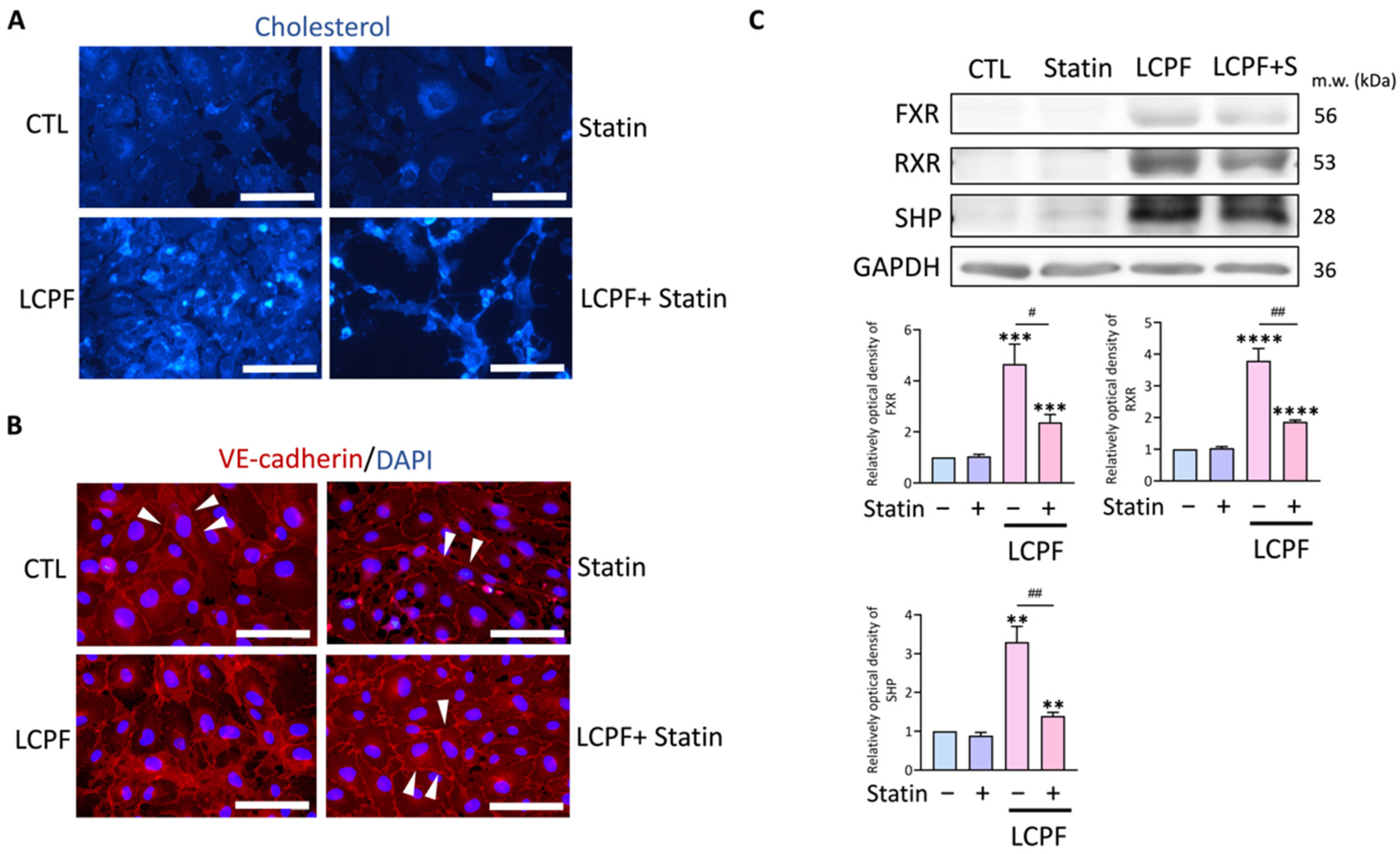 Cancers 14 02765 g005