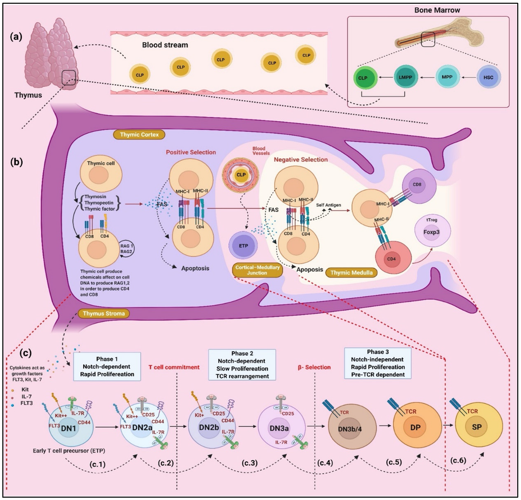 Cancers 14 02799 g002