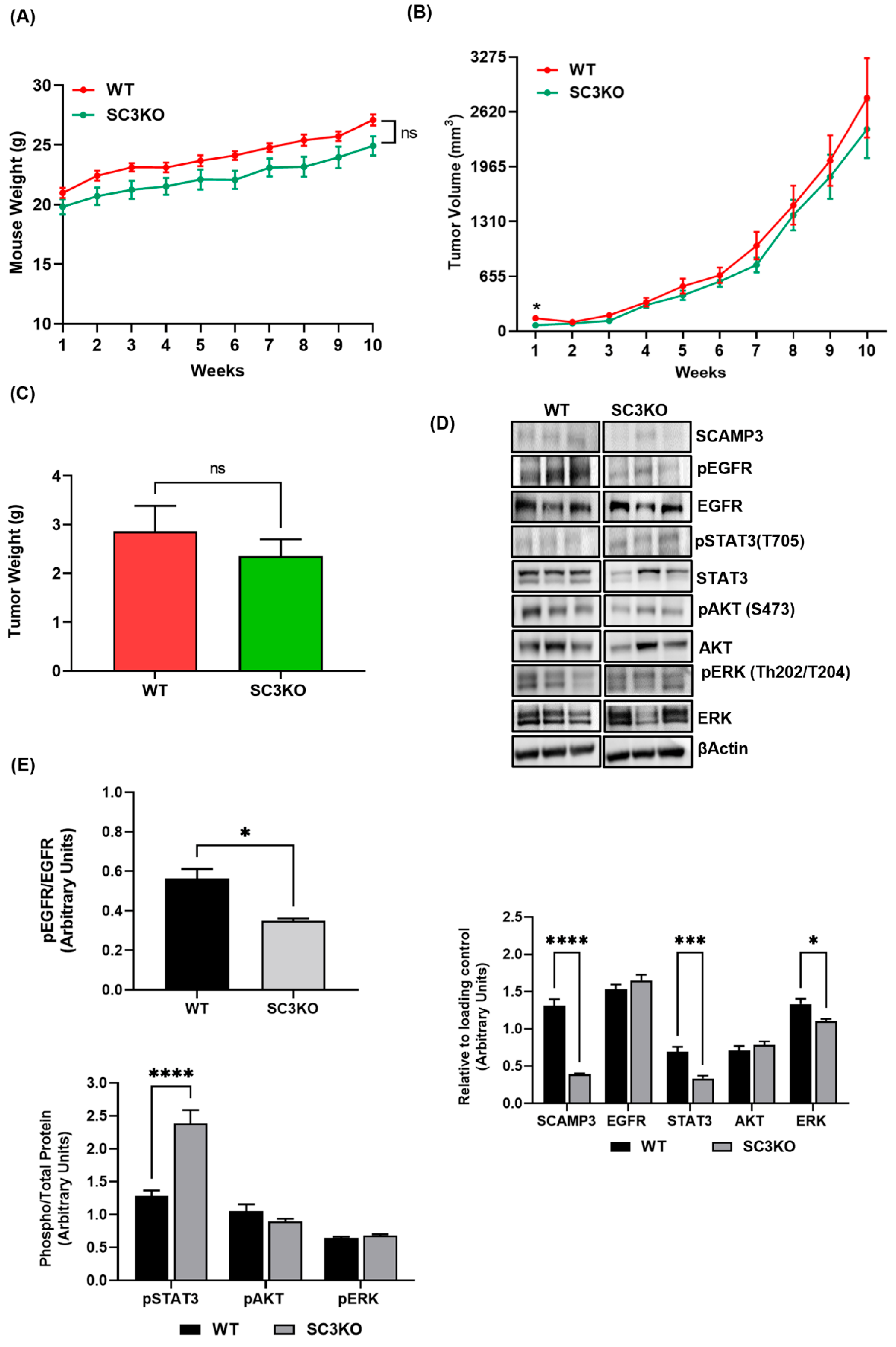 Cancers 14 02807 g003
