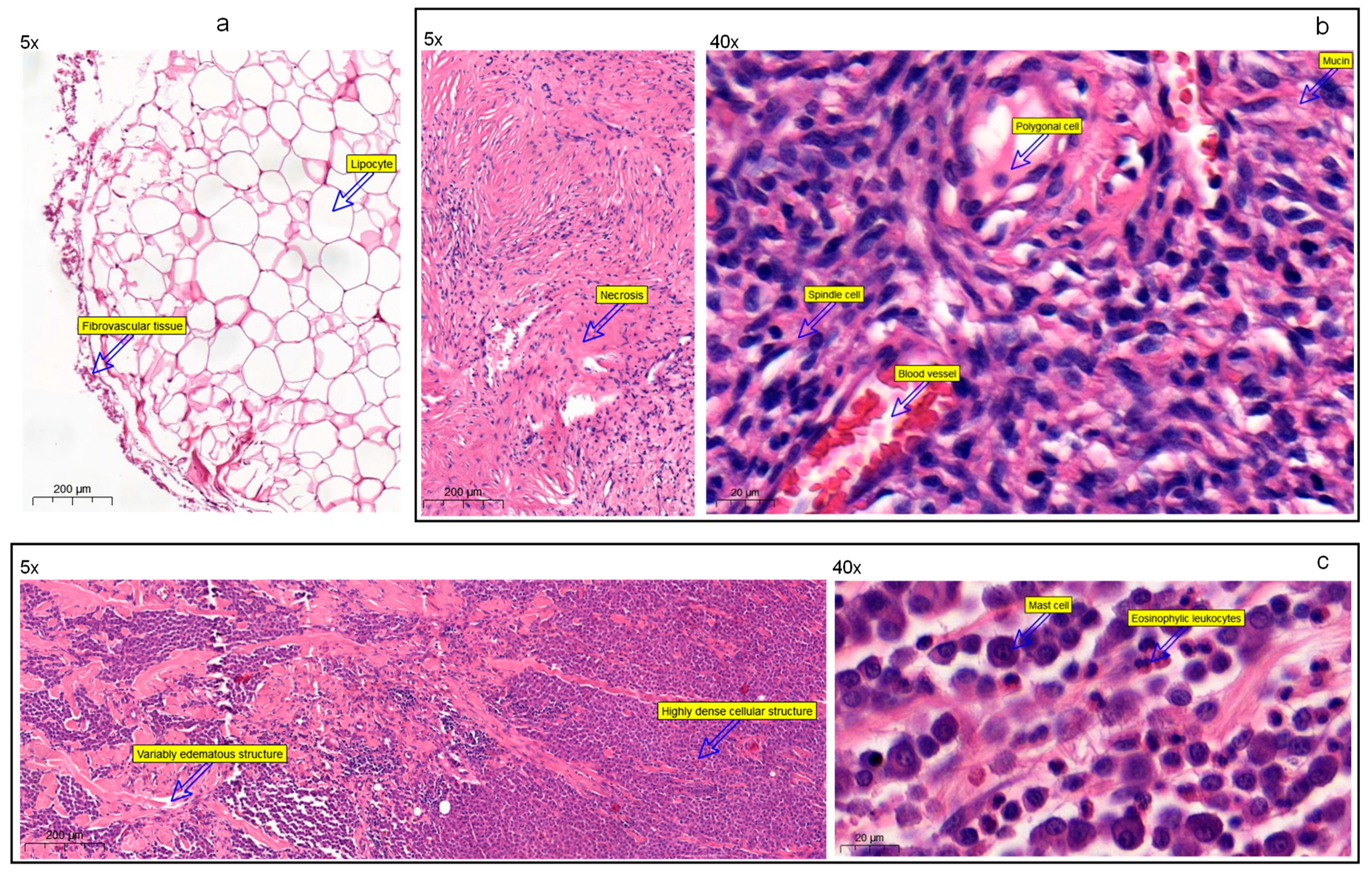 Cancers 14 02820 g004