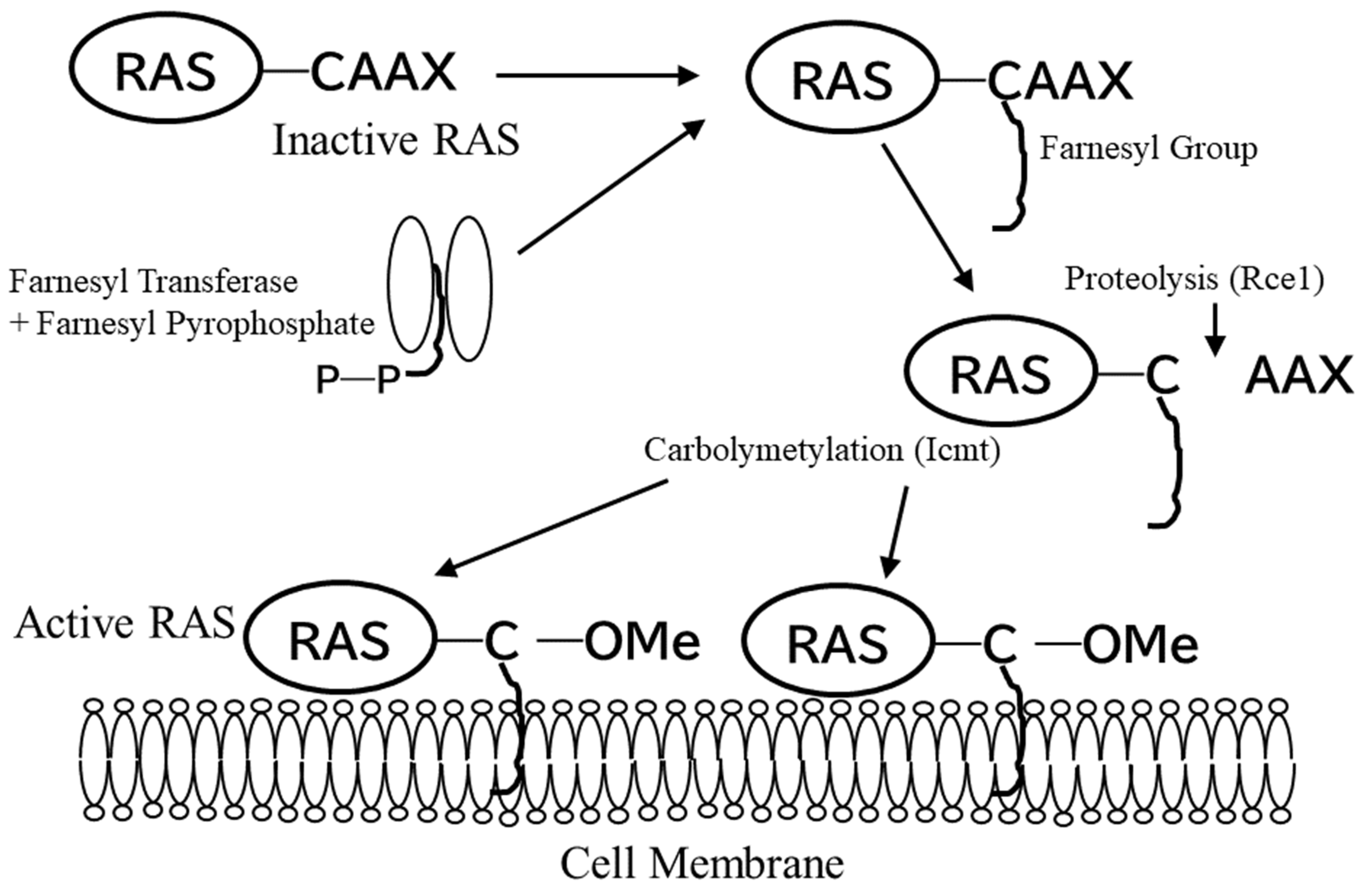 Cancers 14 02826 g001