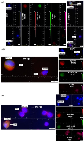 A Laboratory-Friendly CTC Identification: Comparable Double ...