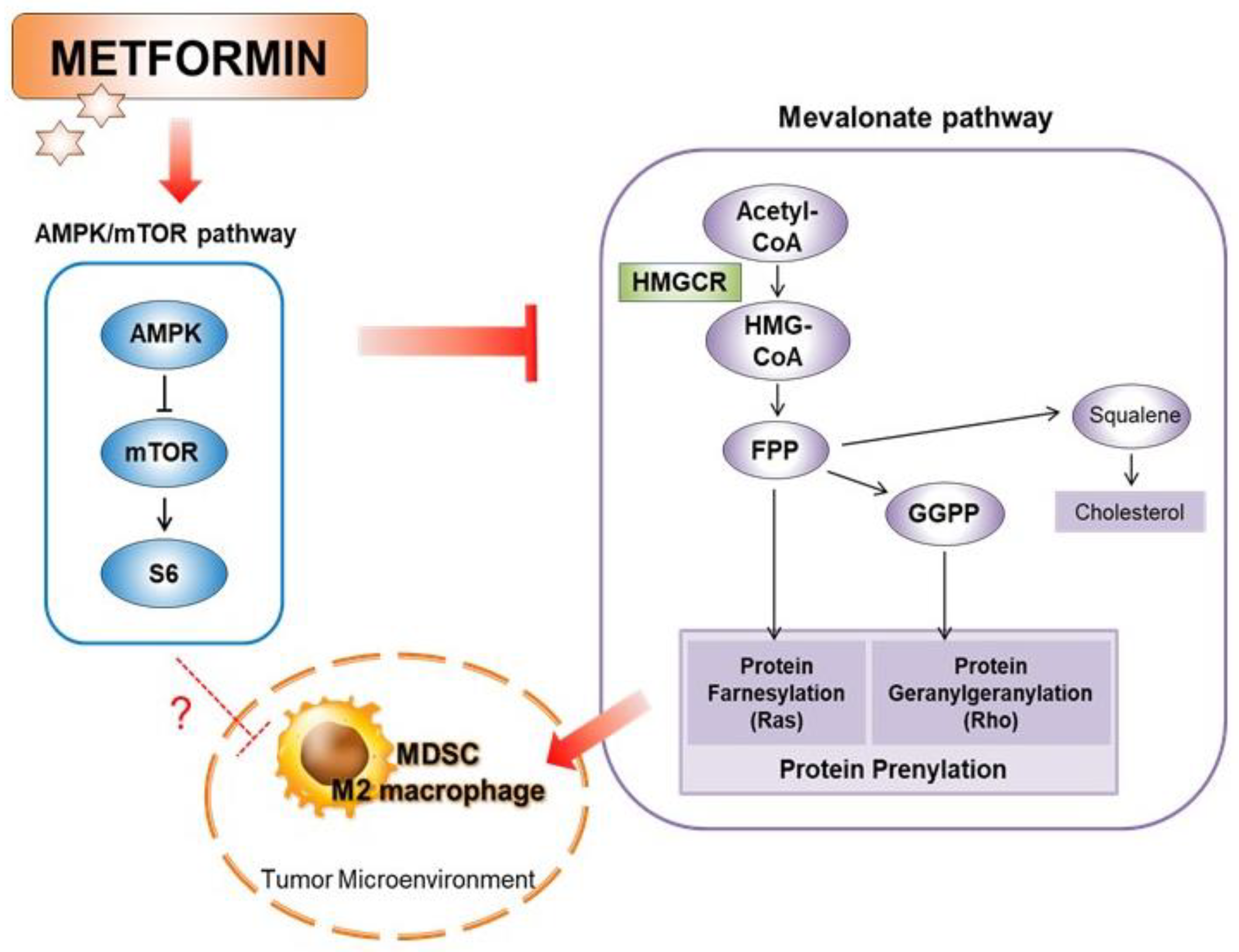 Cancers 14 02881 g005