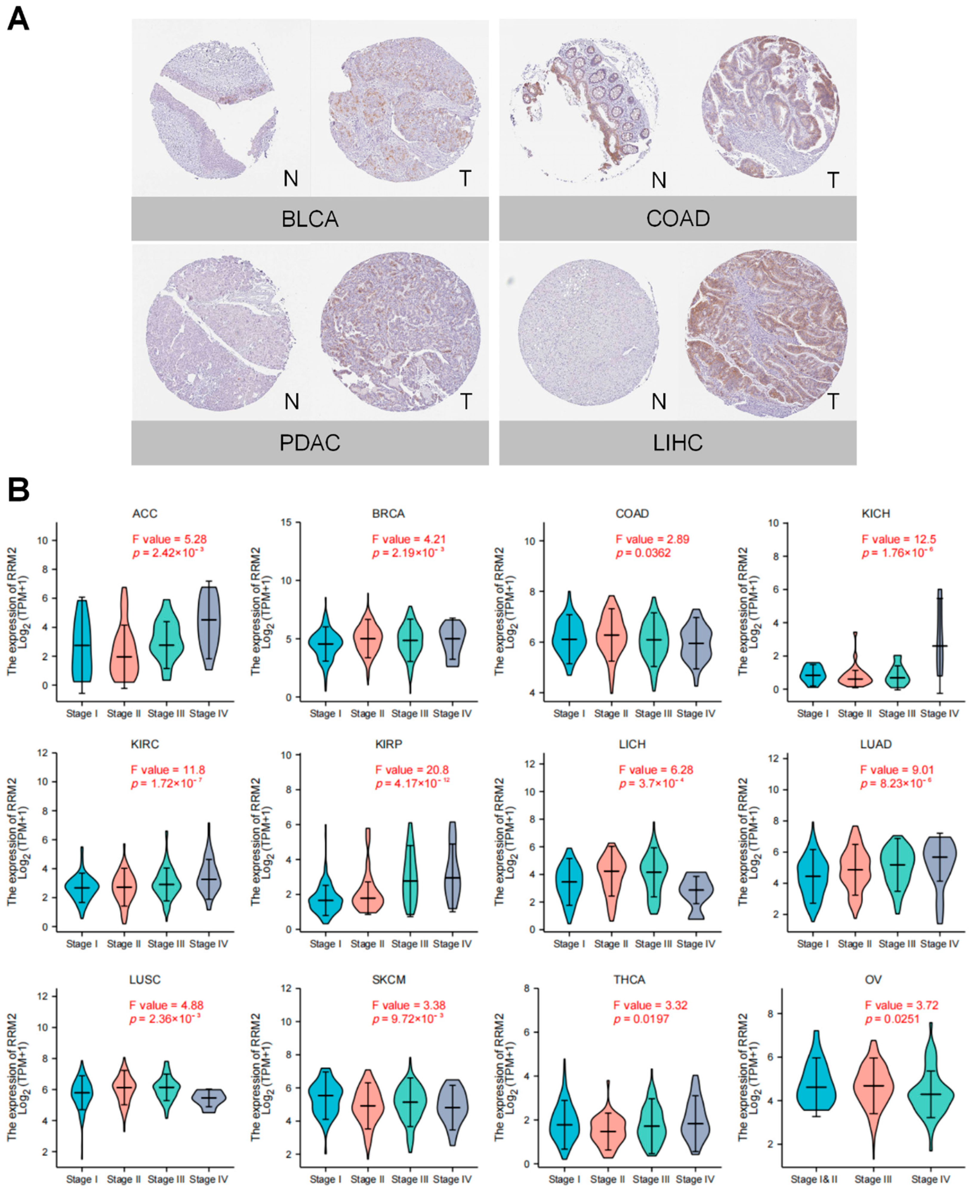 Cancers 14 02938 g002