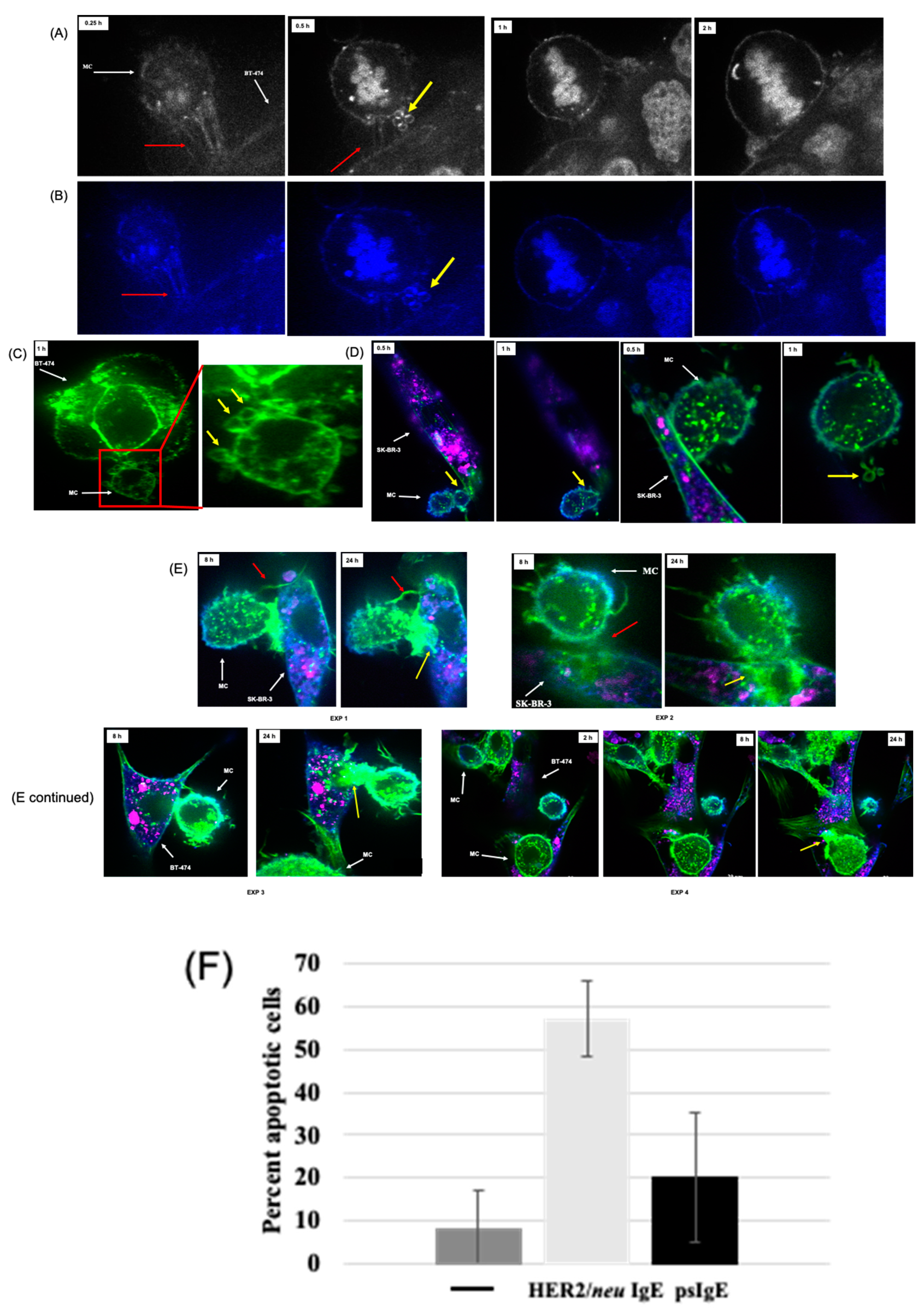 Cancers 14 02944 g003 Cancers 14 02944 g003