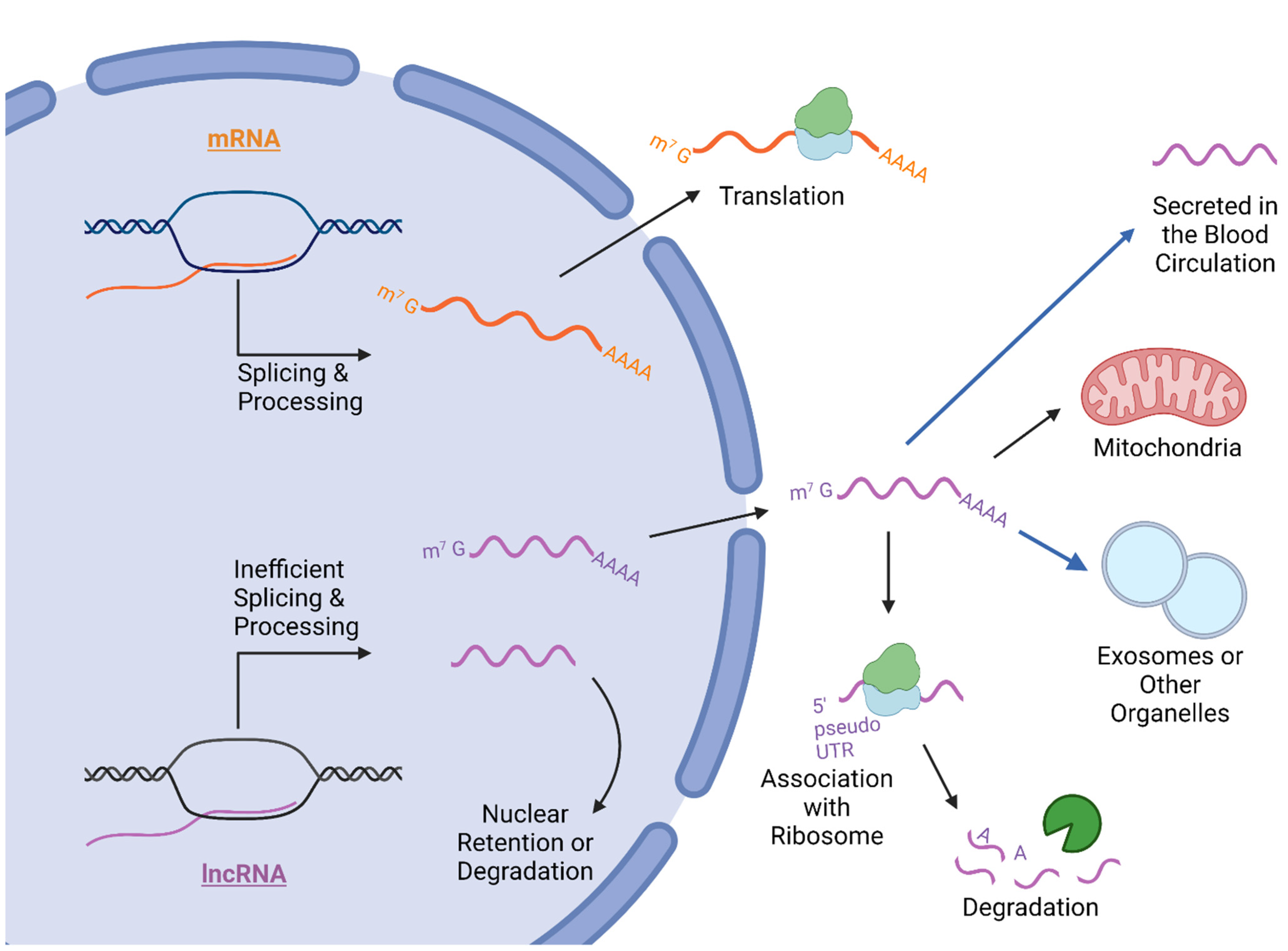 Cancers 14 02952 g003 Cancers 14 02952 g003