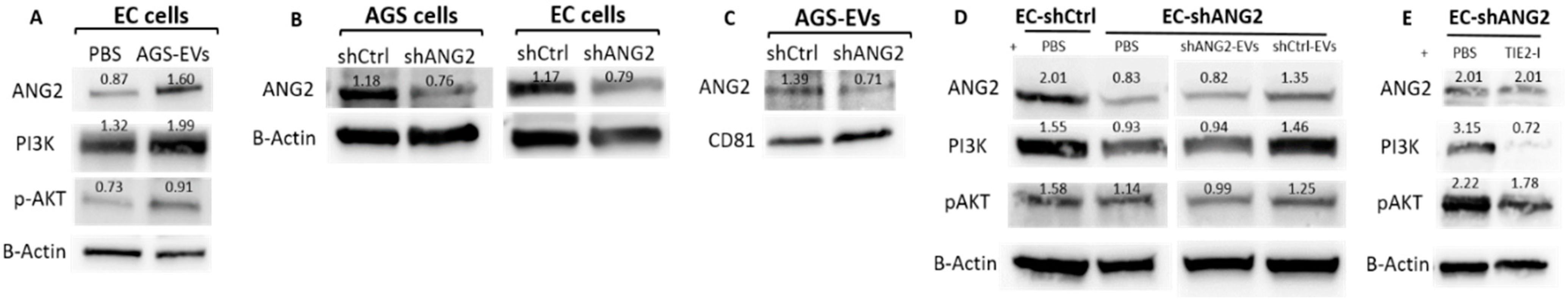 Cancers 14 02953 g007