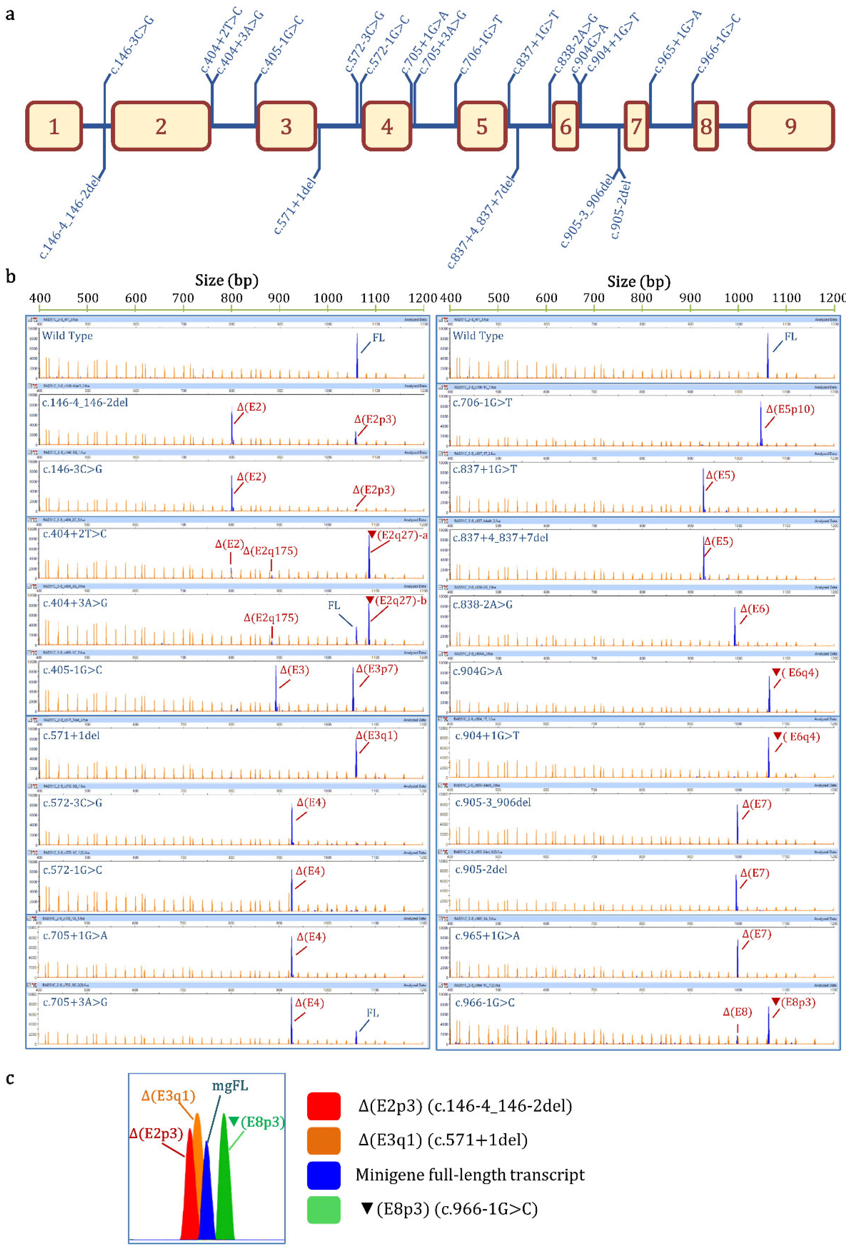 Cancers 14 02960 g001