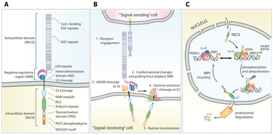 Cancers | Free Full-Text | Multiple Mechanisms Of NOTCH1.