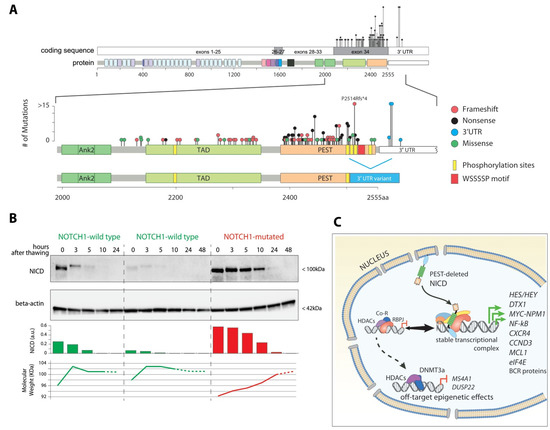 Cancers | Free Full-Text | Multiple Mechanisms Of NOTCH1.