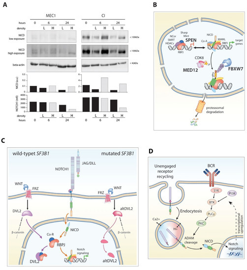 Cancers | Free Full-Text | Multiple Mechanisms Of NOTCH1.