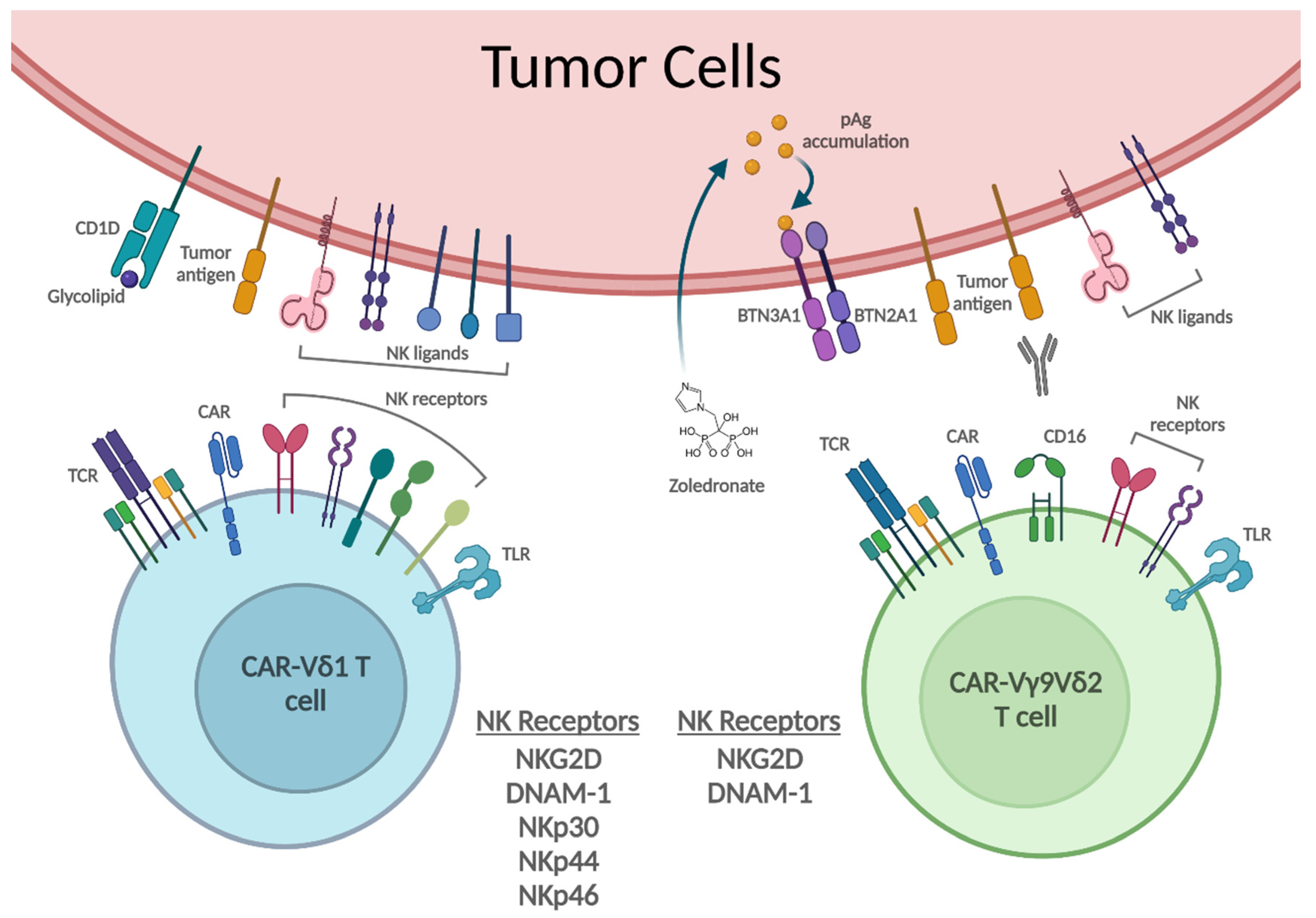 Cancers Free FullText Human γδ T Cell Subsets and Their Clinical