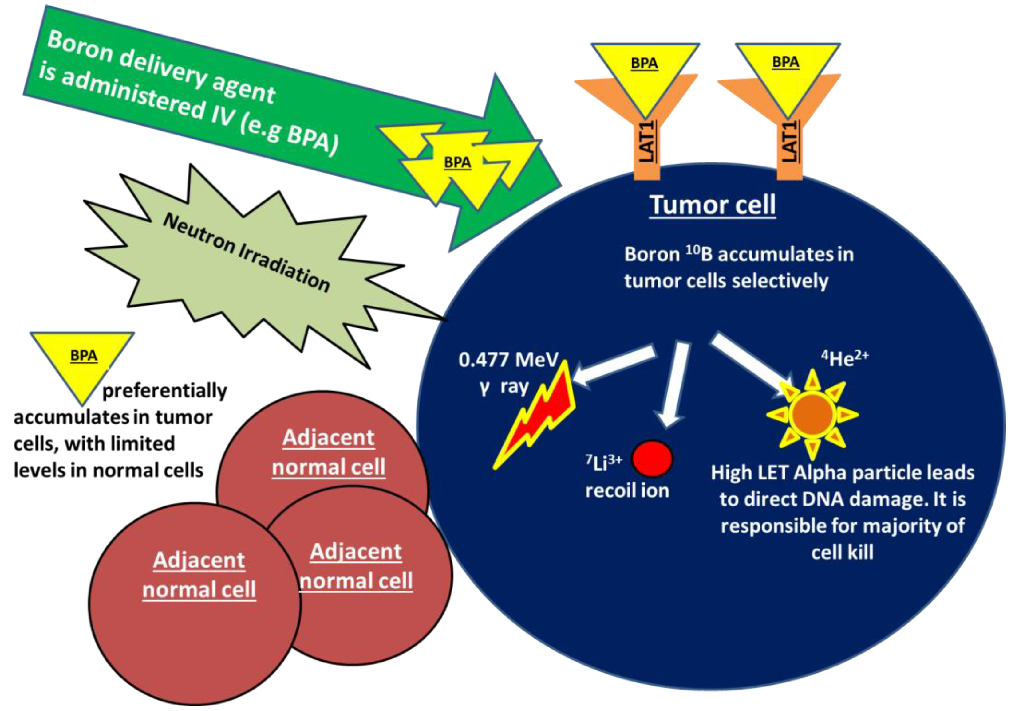 Cancers 14 03009 g001 Cancers 14 03009 g001