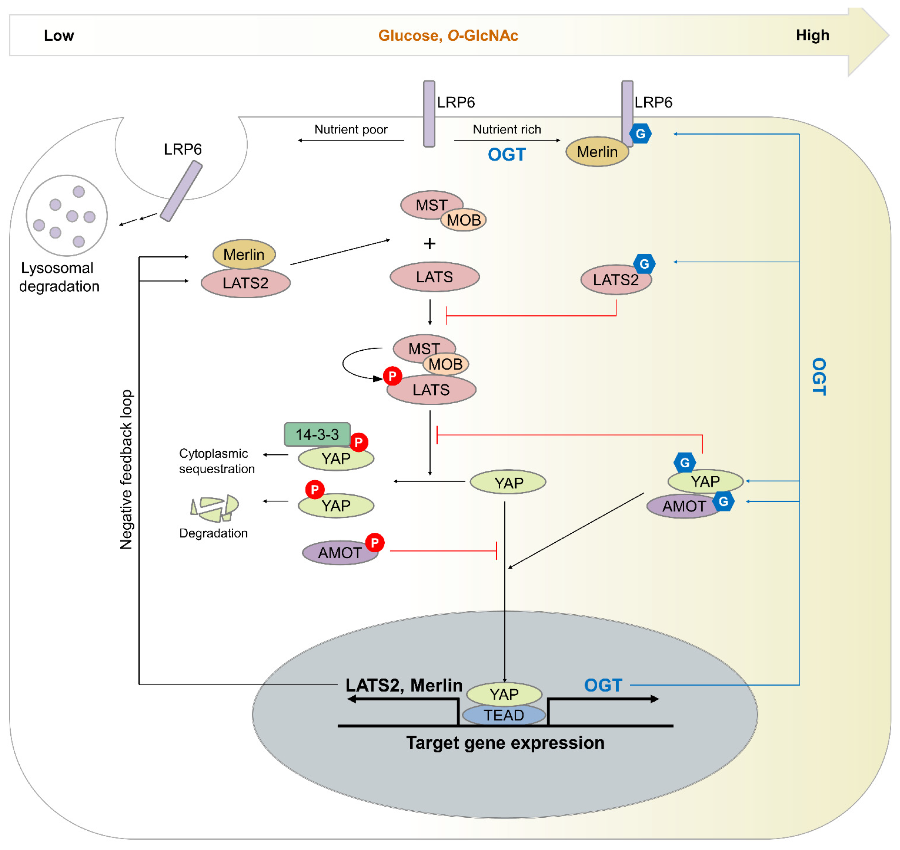 Cancers 14 03013 g004 550
