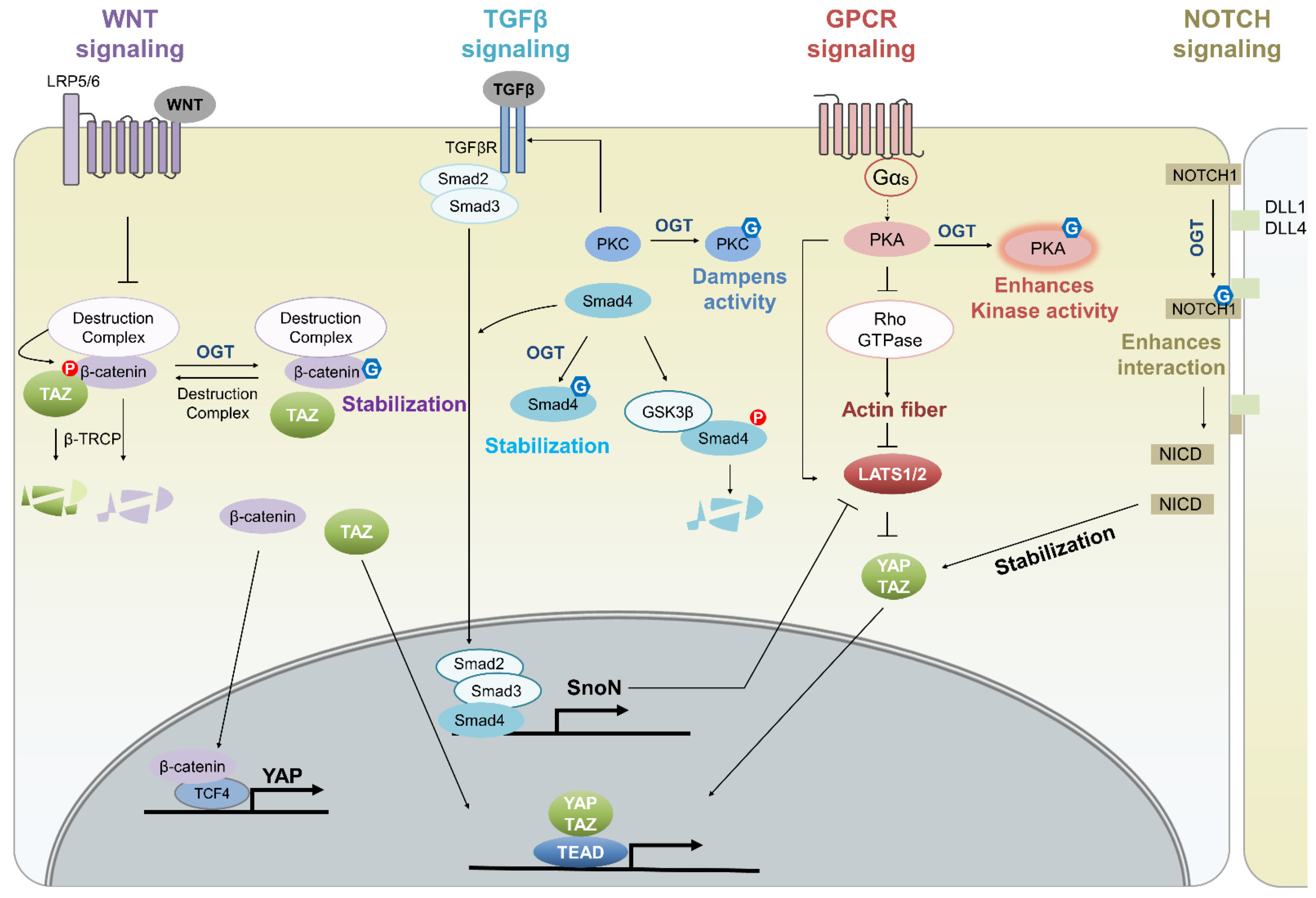Cancers 14 03013 g005 550