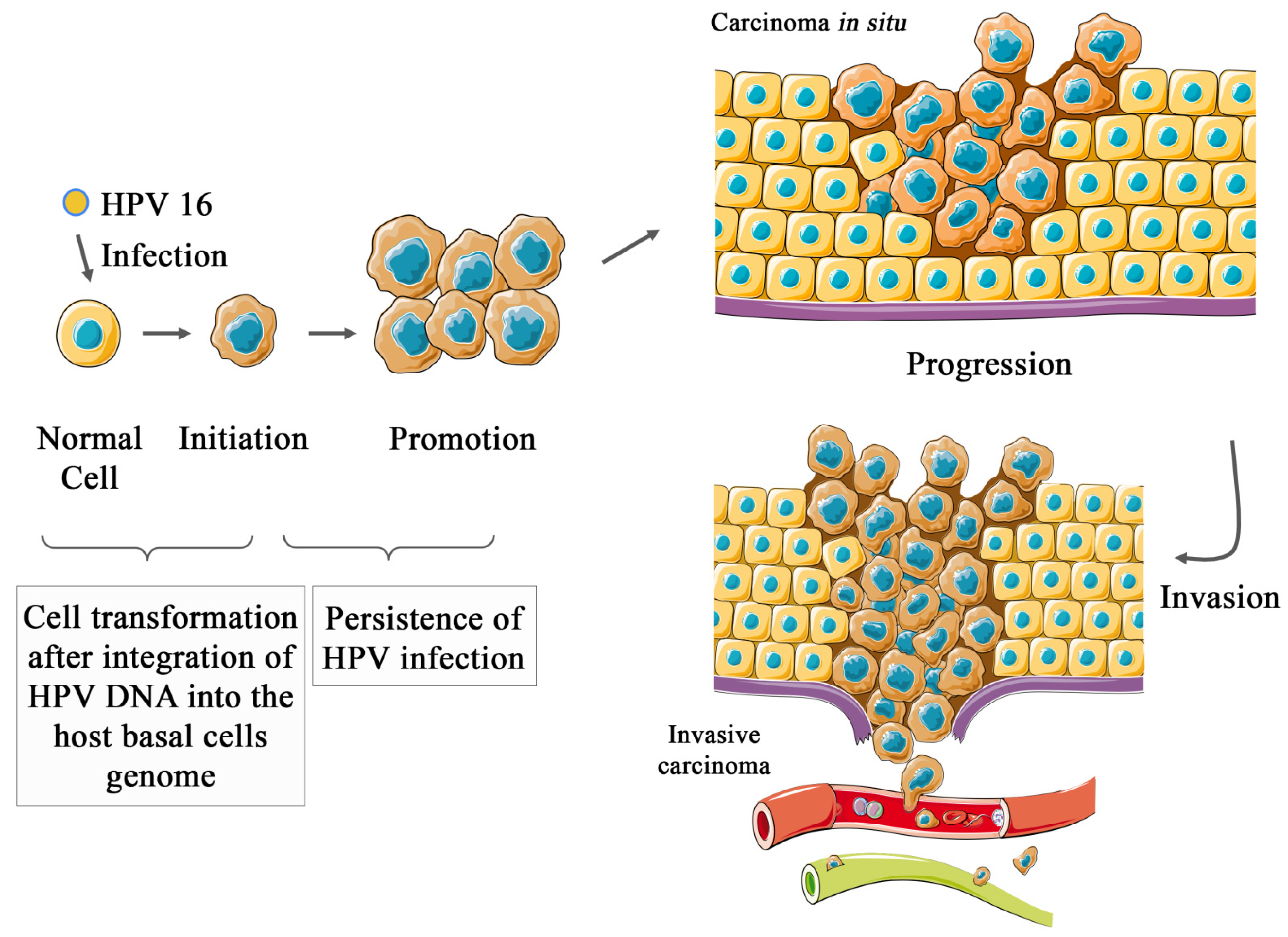 hpv dna definíció
