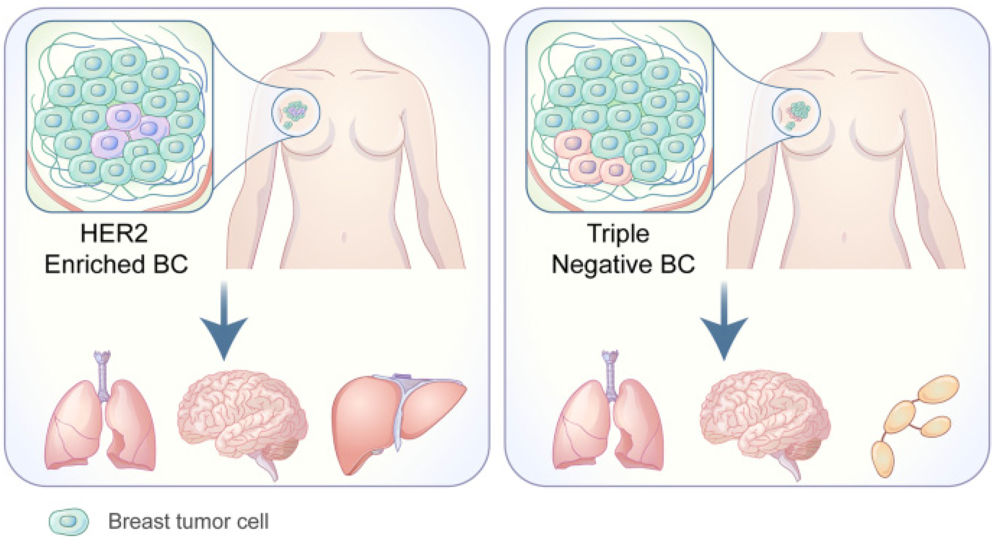 Cancers 14 03046 g004 550