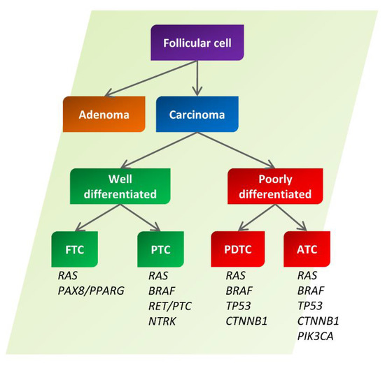 Noncoding RNAs in Thyroid-Follicular-Cell-Derived Carcinomas