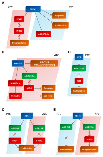 Design of Cellulose Nanocrystal-Based Self-Healing