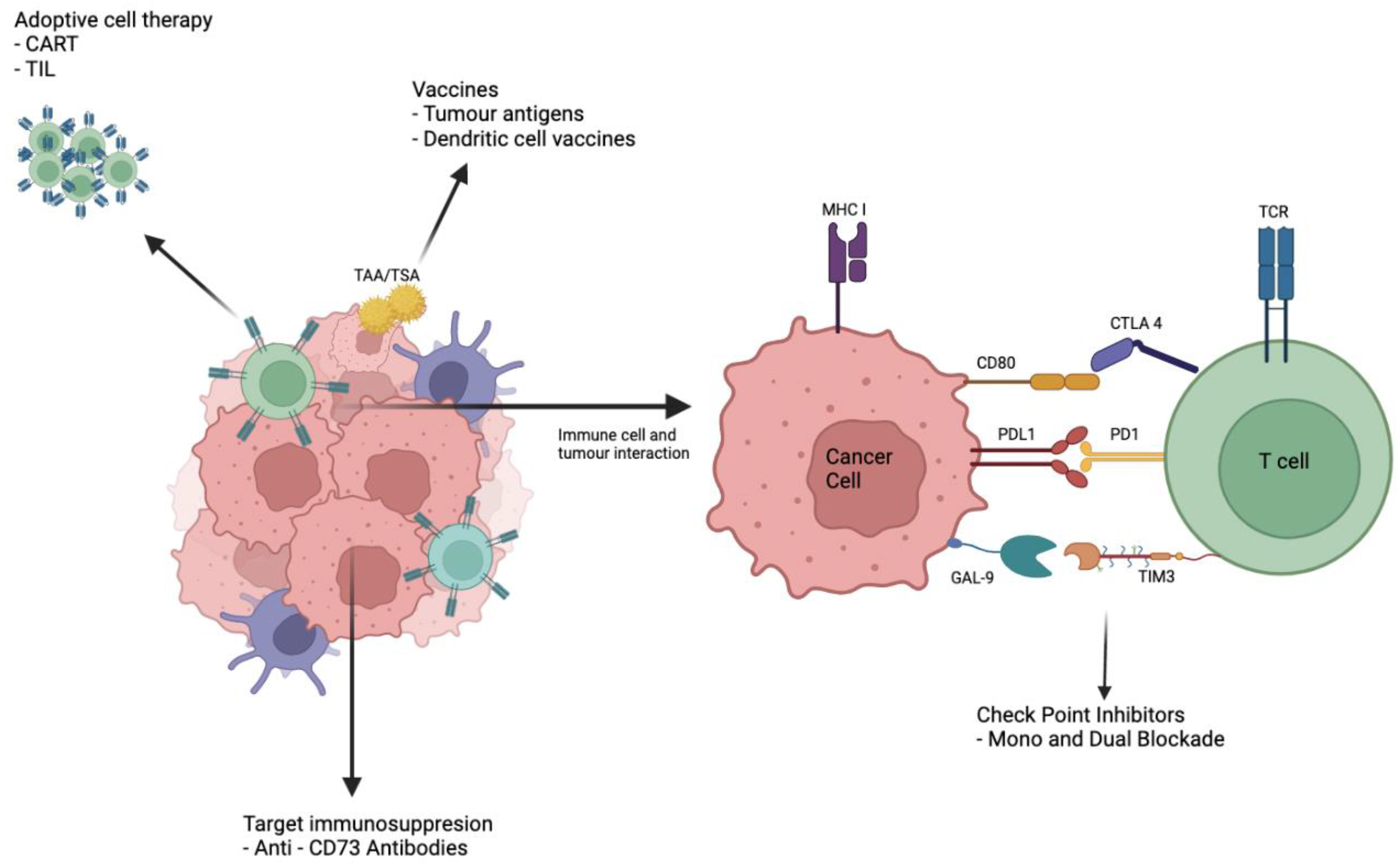 Cancers 14 03104 g001