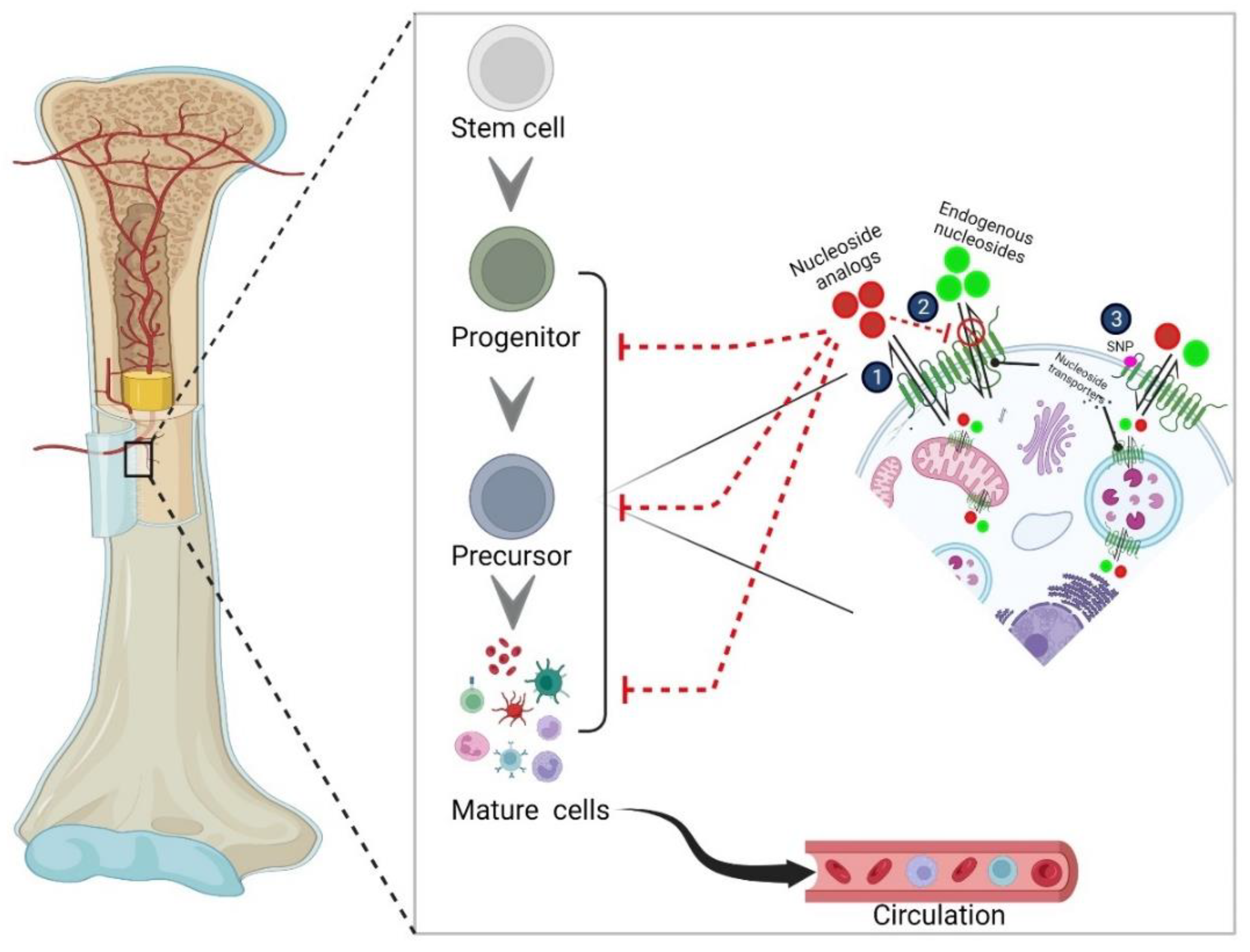 Cancers 14 03113 g002