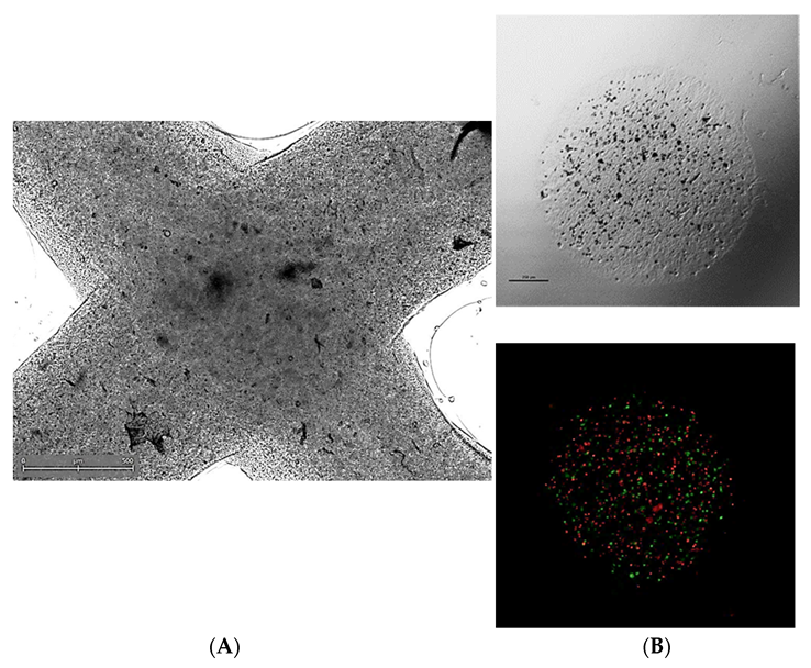 Cancers 14 03126 g003