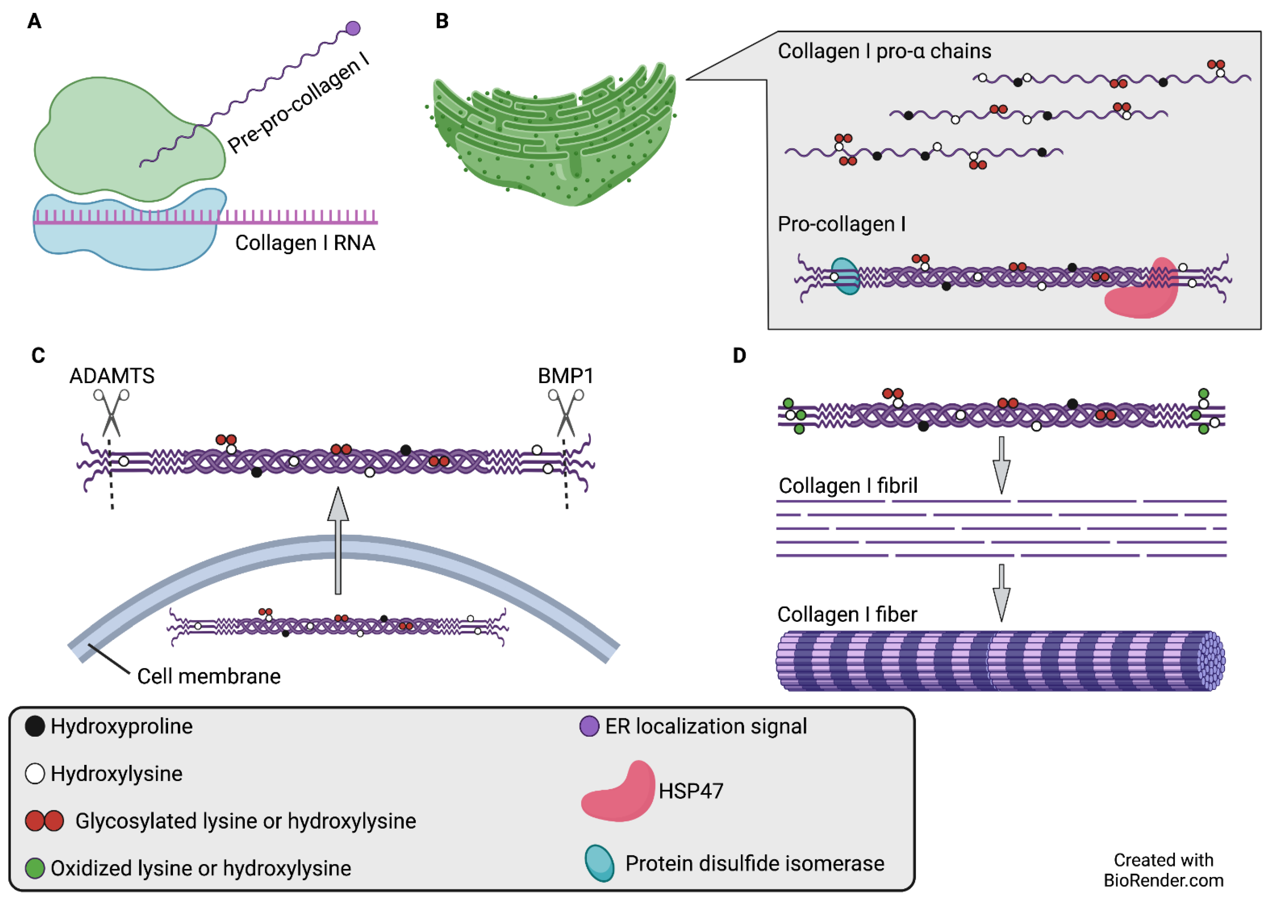 Collagen XVIII/endostatin is necessary for the organization of CF