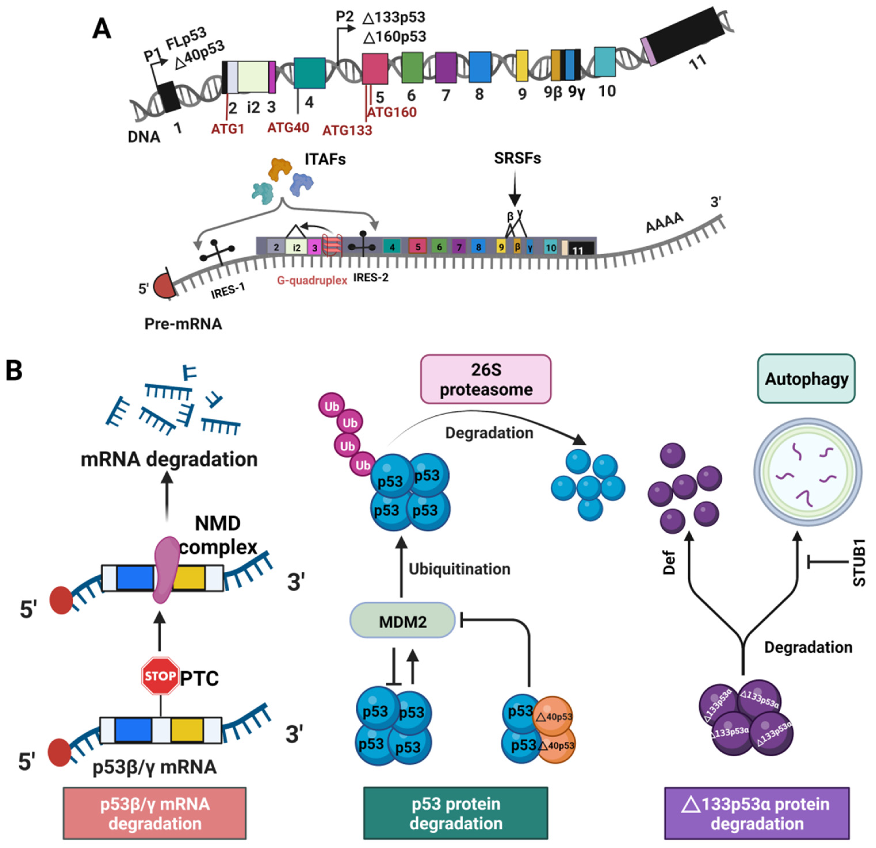 Cancers 14 03145 g002 Cancers 14 03145 g002