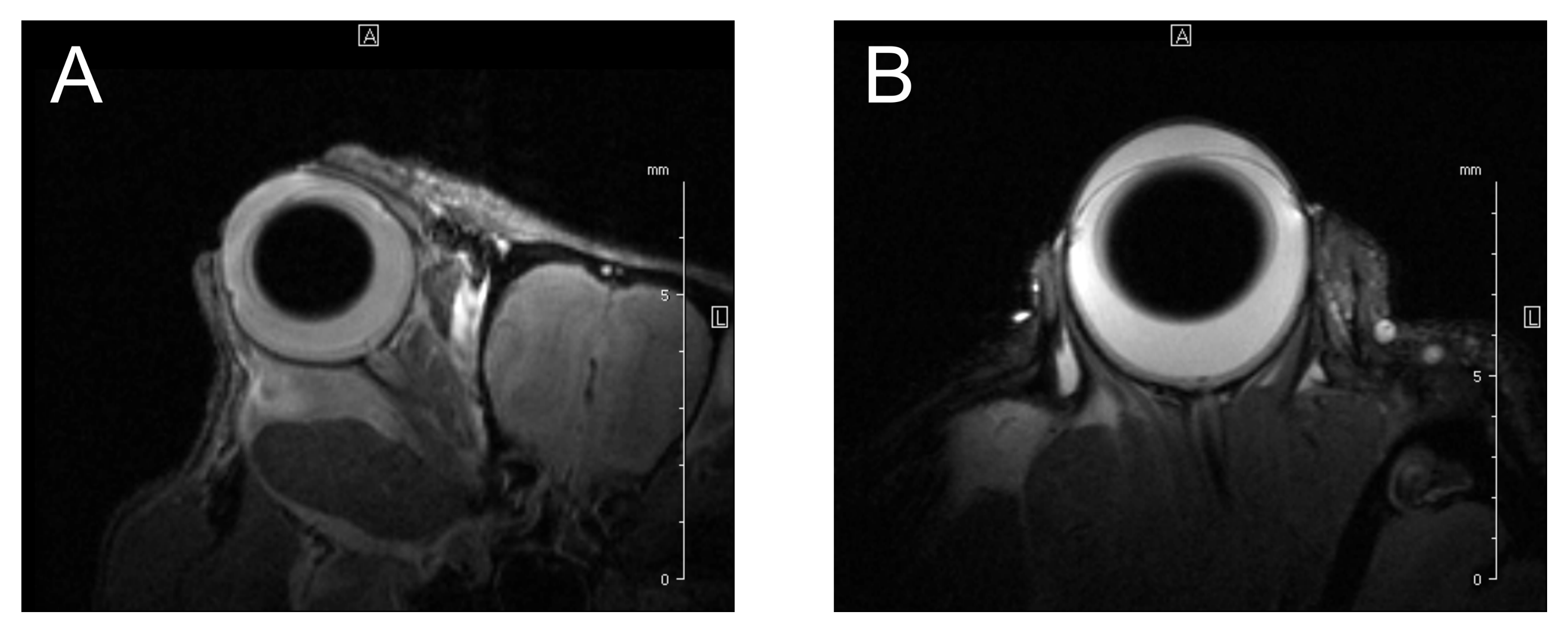 Cancers 14 03147 g007 Cancers 14 03147 g007