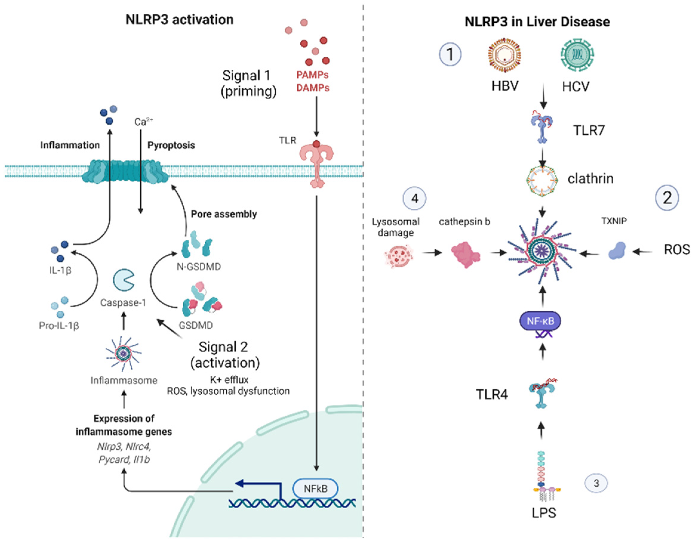 Cancers 14 03150 g001