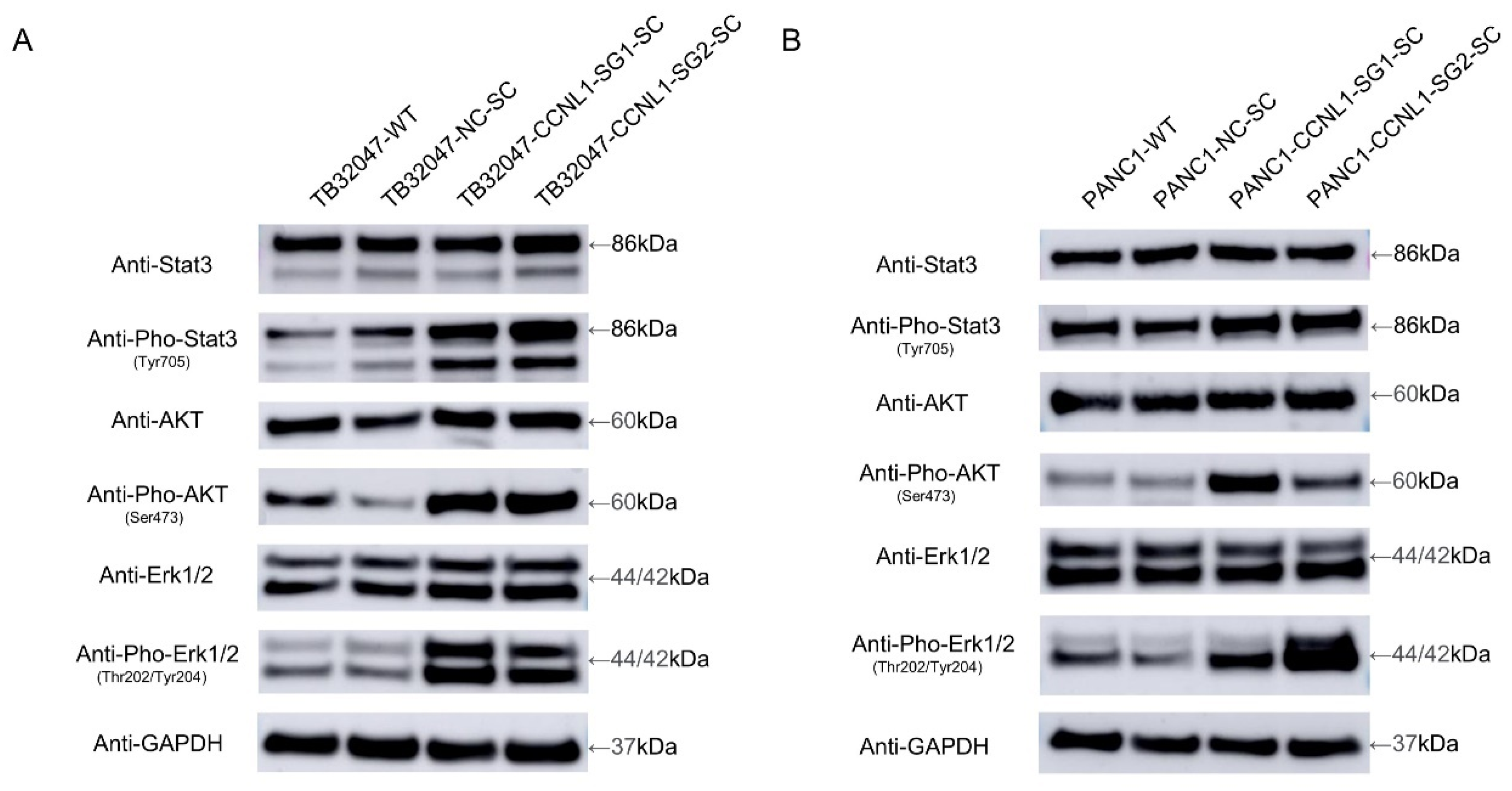 Cancers 14 03152 g003