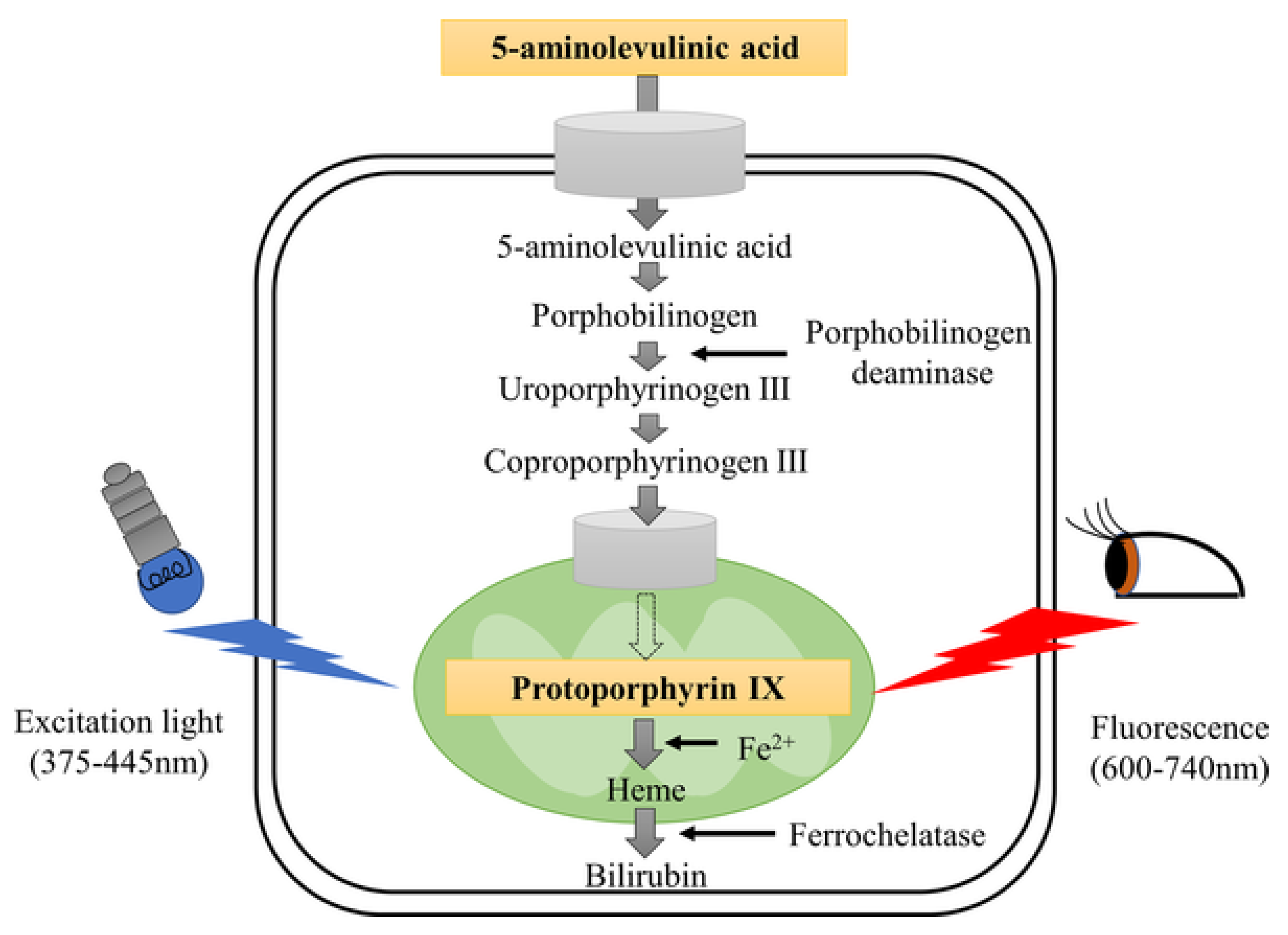 Cancers 14 03181 g001