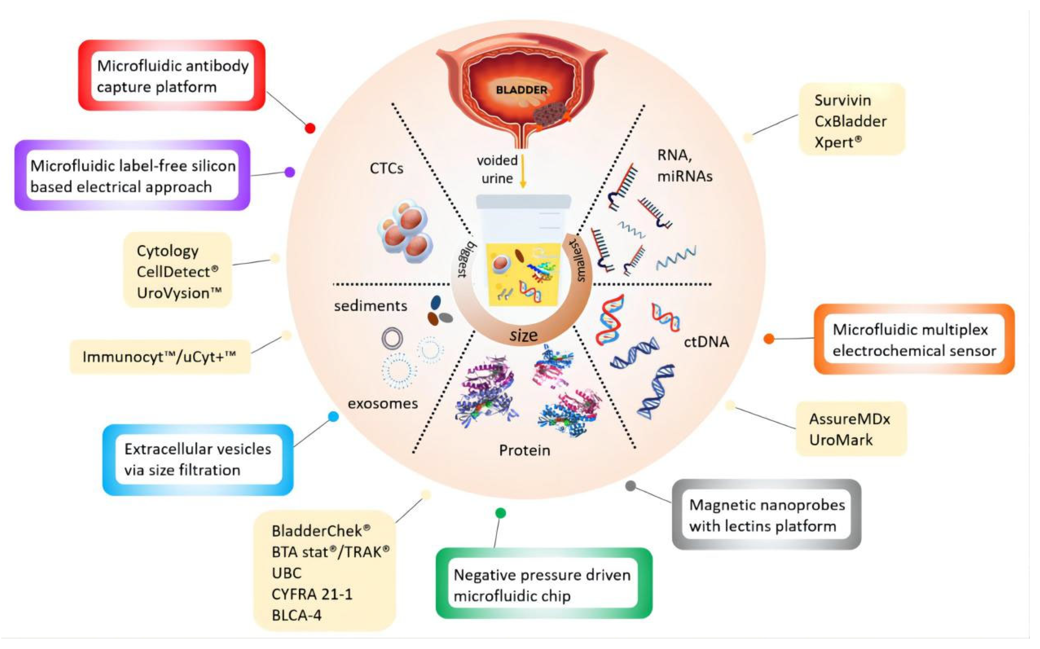 Cancers 14 03181 g003