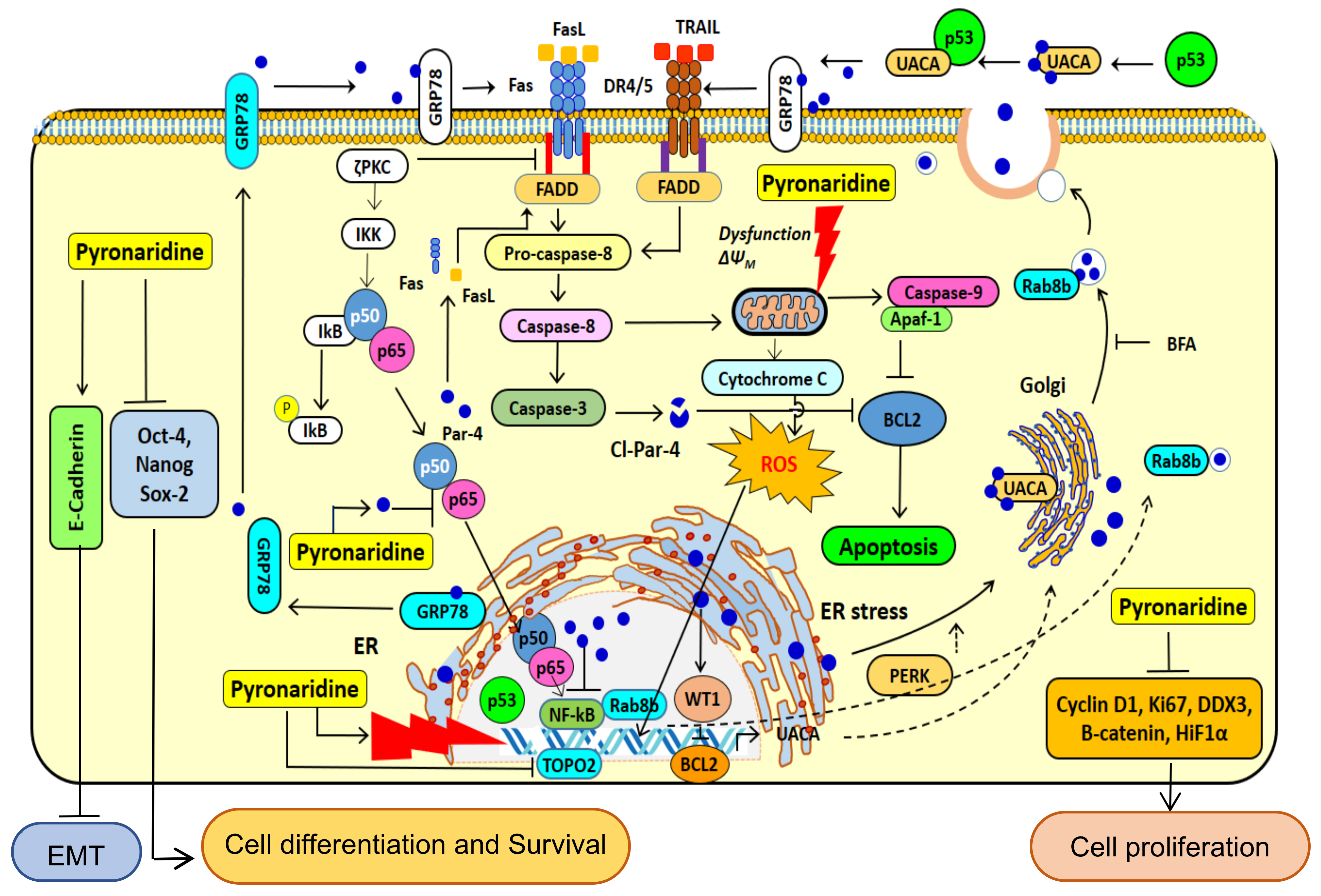 Cancers 14 03198 g010 550
