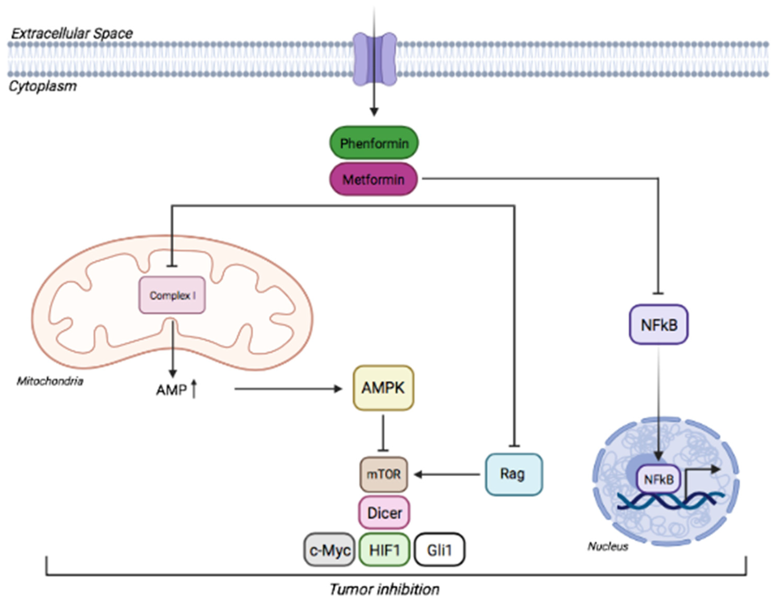 Cancers 14 03220 g003