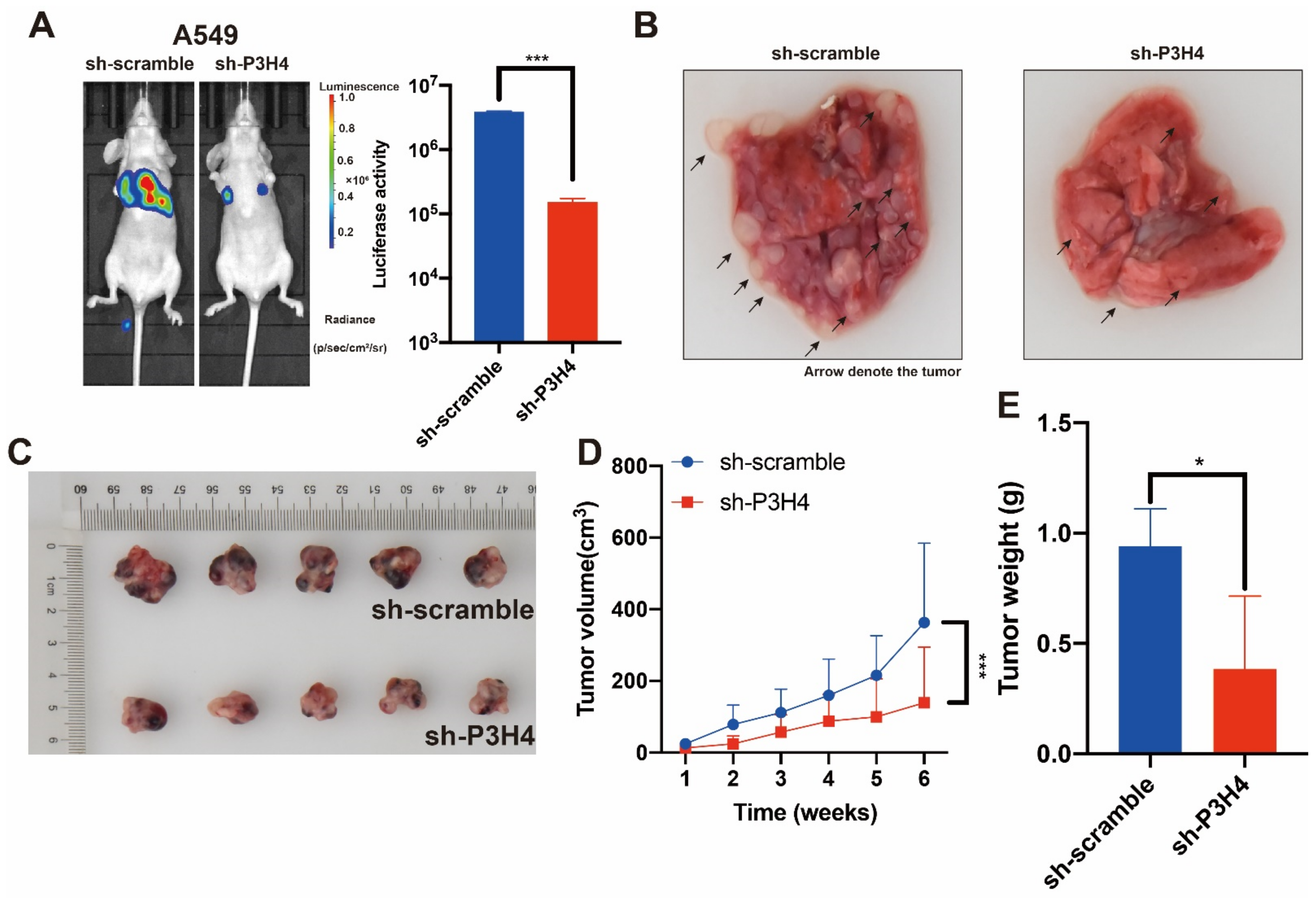 Cancers 14 03243 g003 Cancers 14 03243 g003