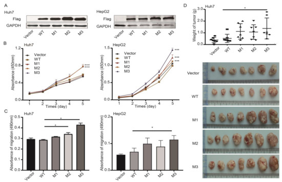HBV preS Mutations Promote Hepatocarcinogenesis by Inducing