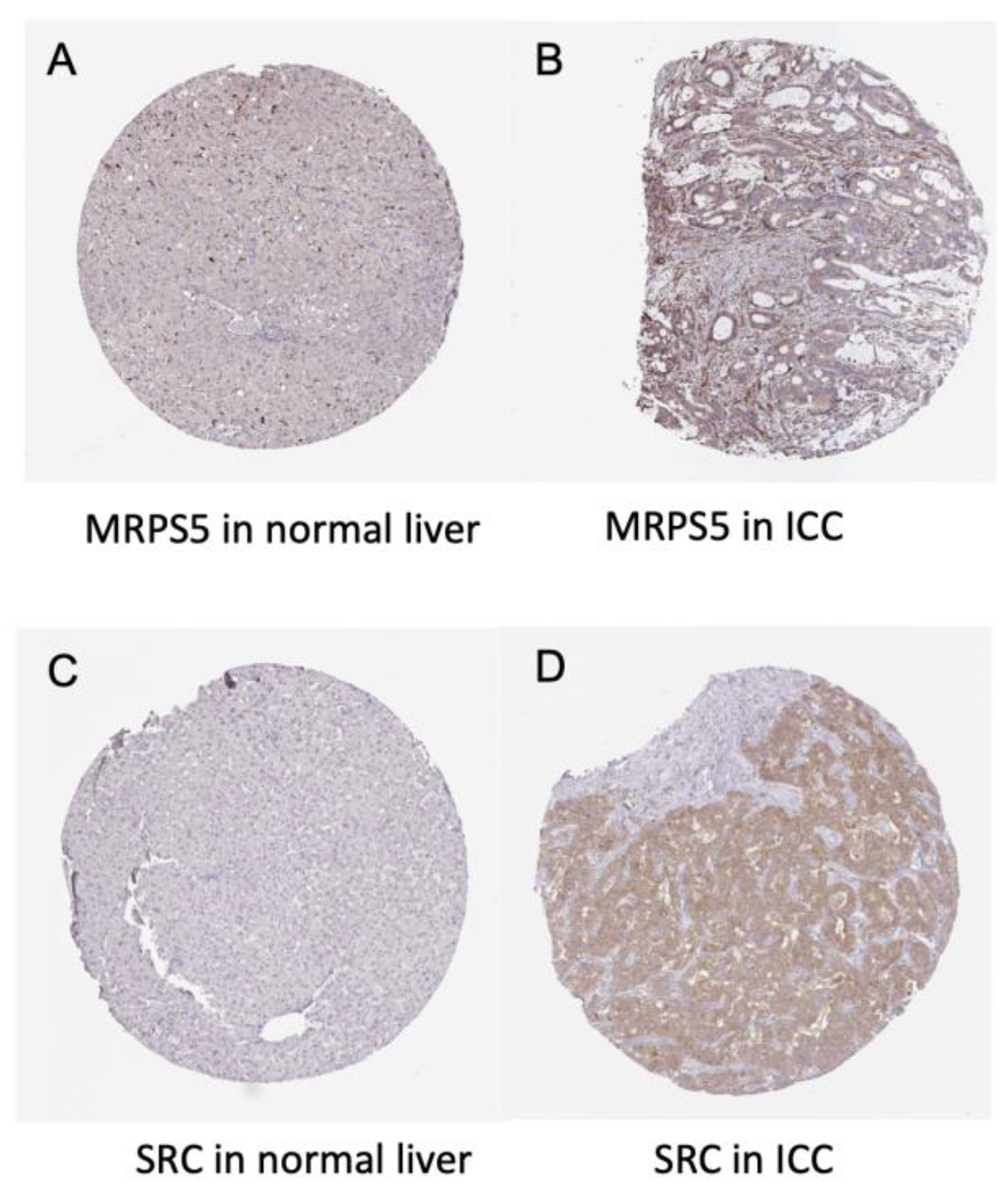 Cancers 14 03284 g009 550