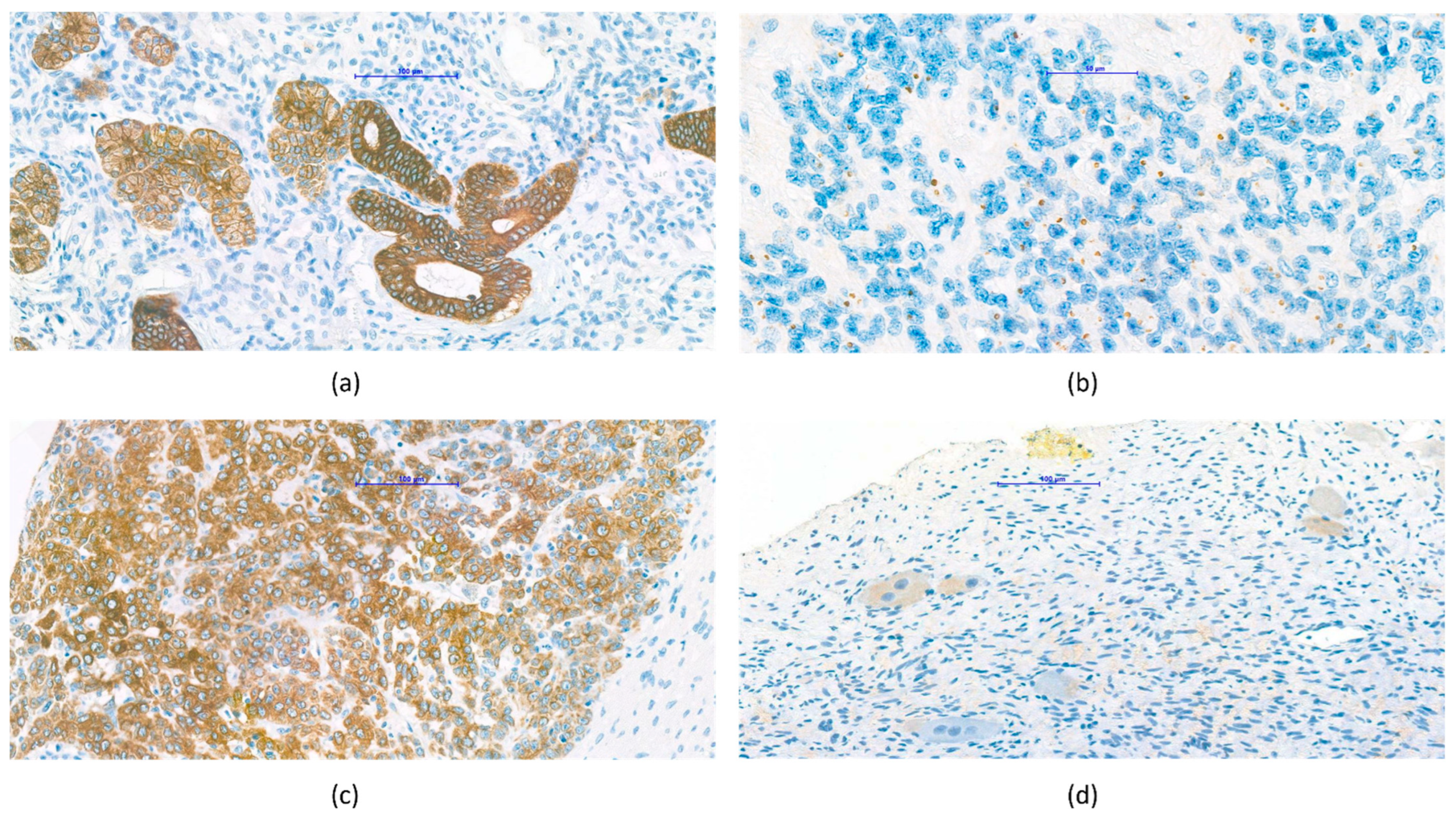 Cancers 14 03295 g003