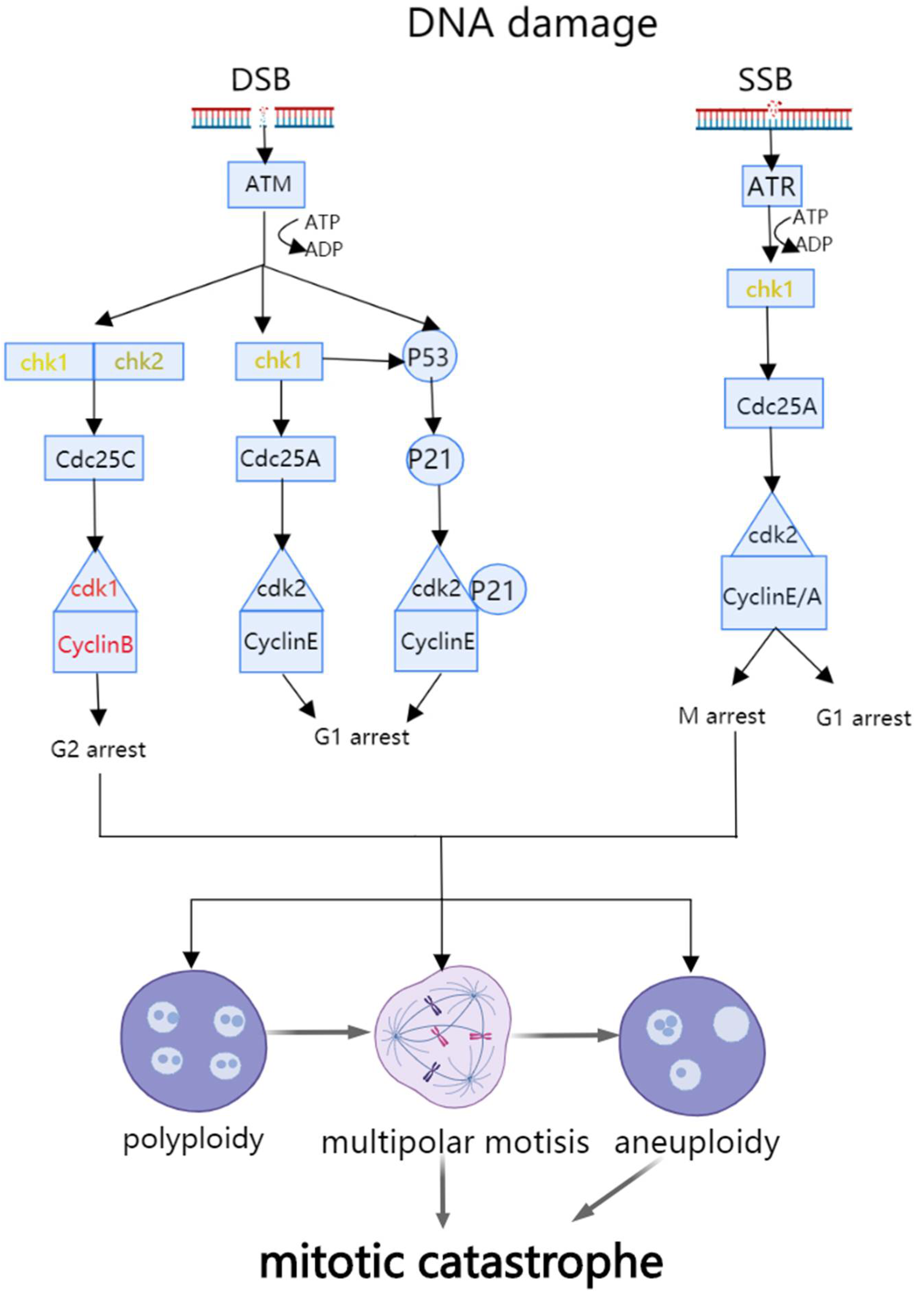 Canonical Programmed Cell Death in Colon Cancer Biology Diagrams