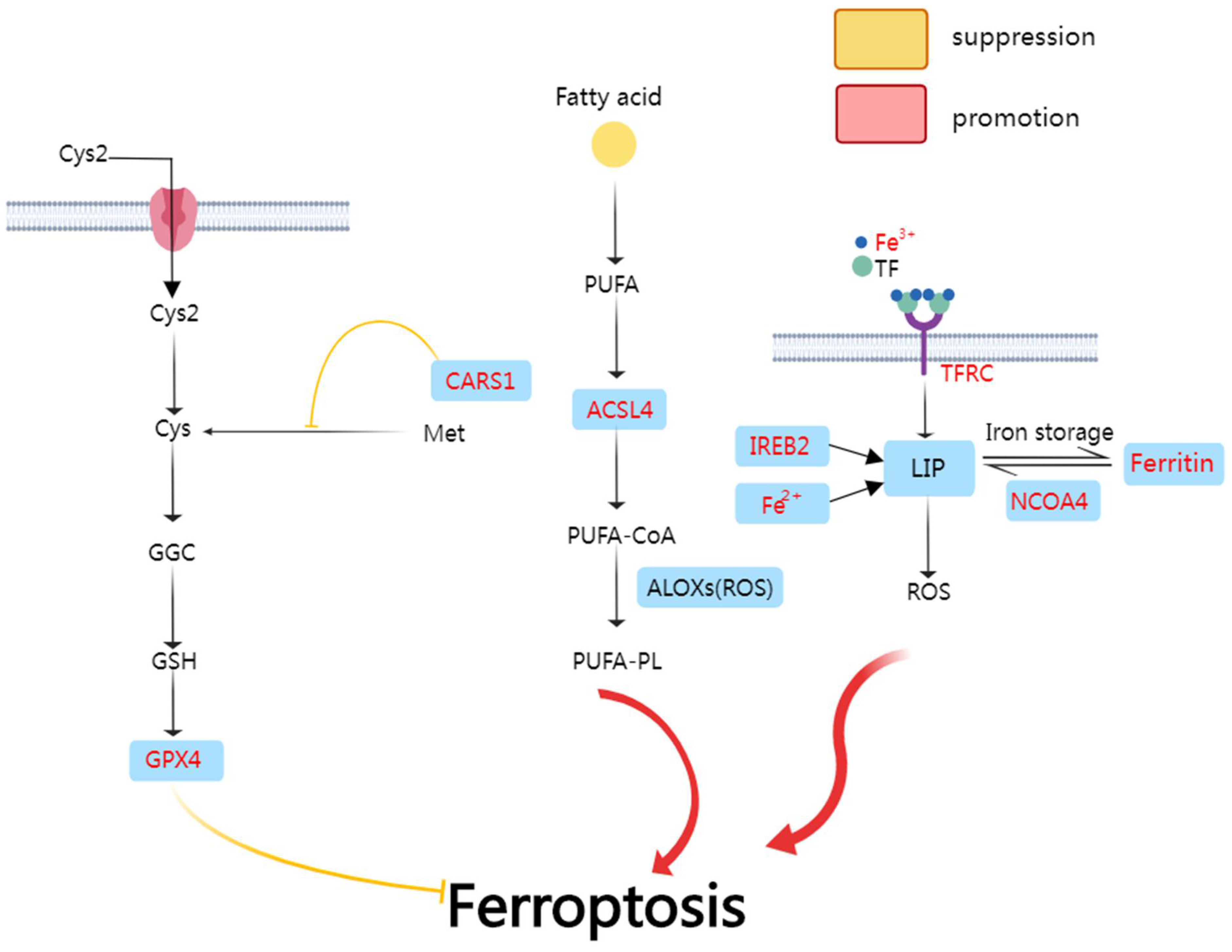 Cancers 14 03309 g002 Cancers 14 03309 g002