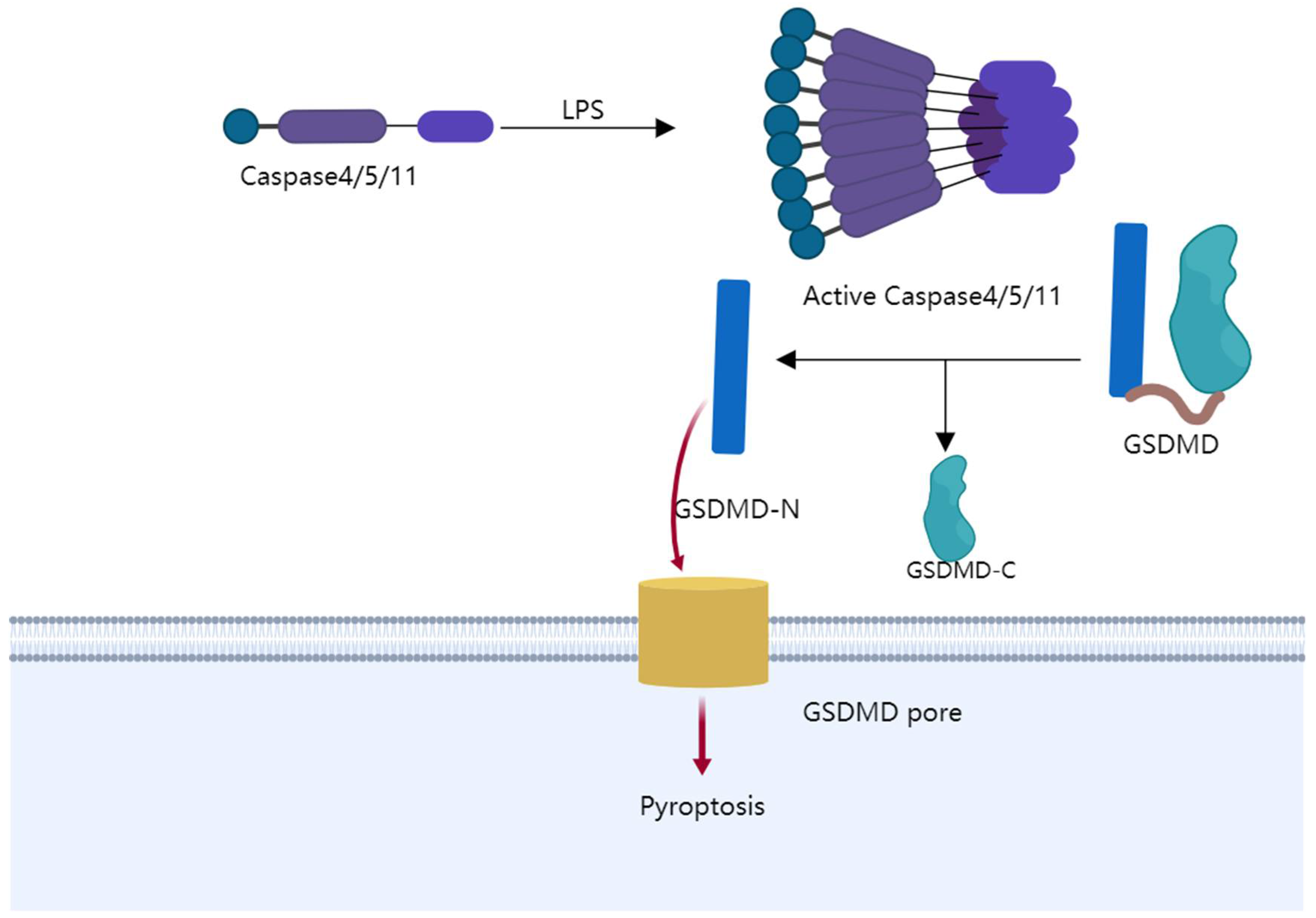 Cancers 14 03309 g003 Cancers 14 03309 g003