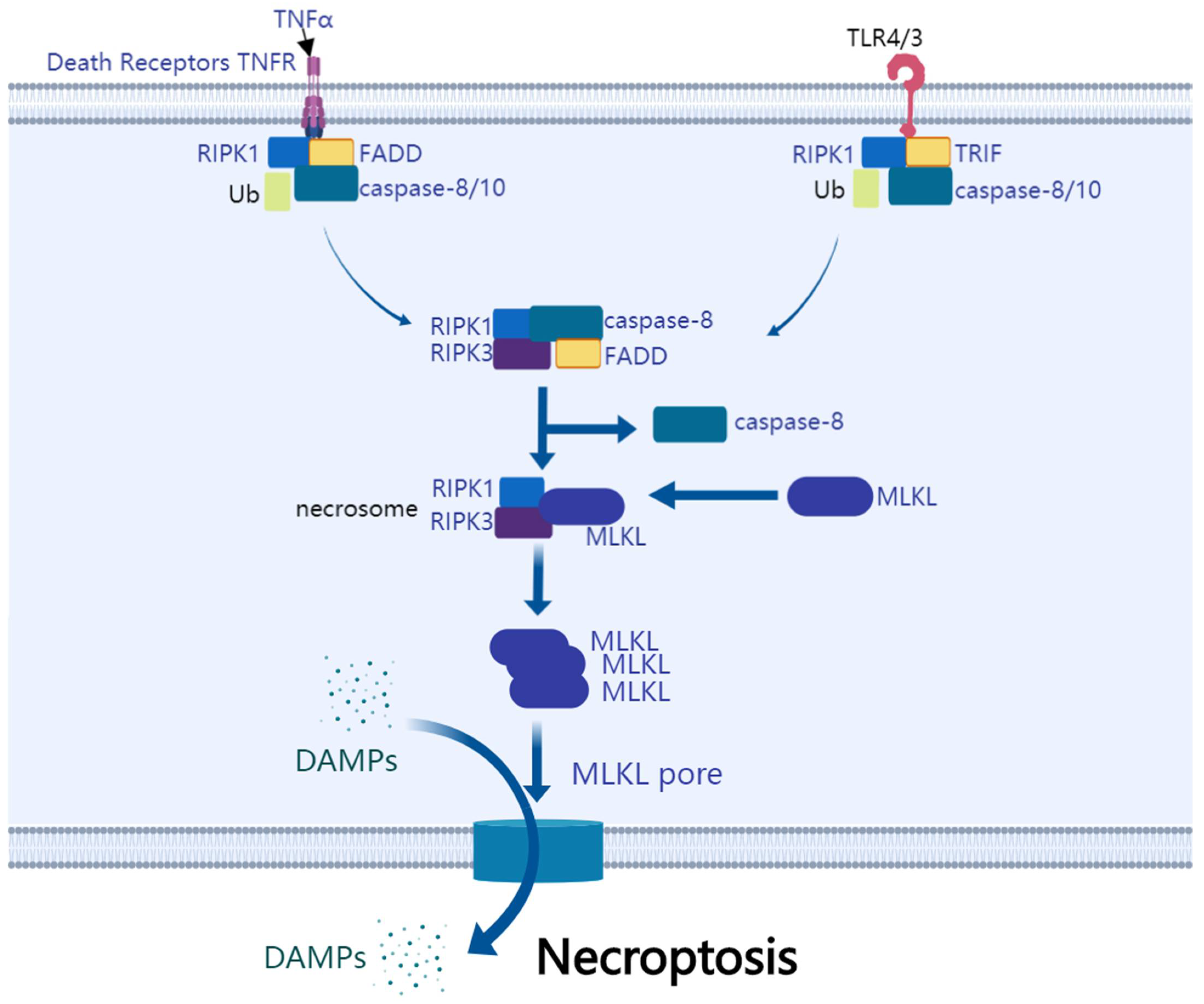 Cancers 14 03309 g004 Cancers 14 03309 g004