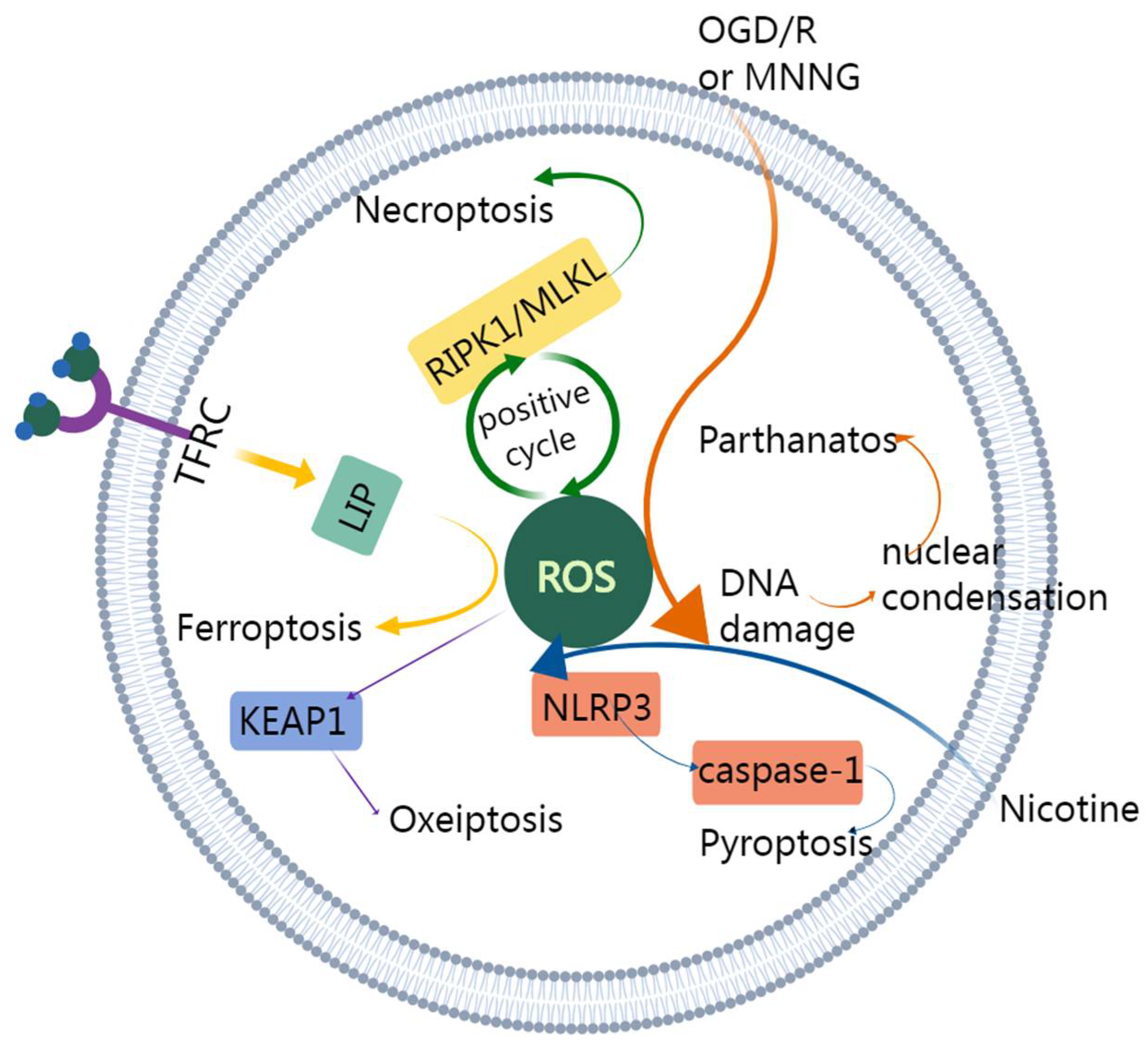 Cancers 14 03309 g005 Cancers 14 03309 g005