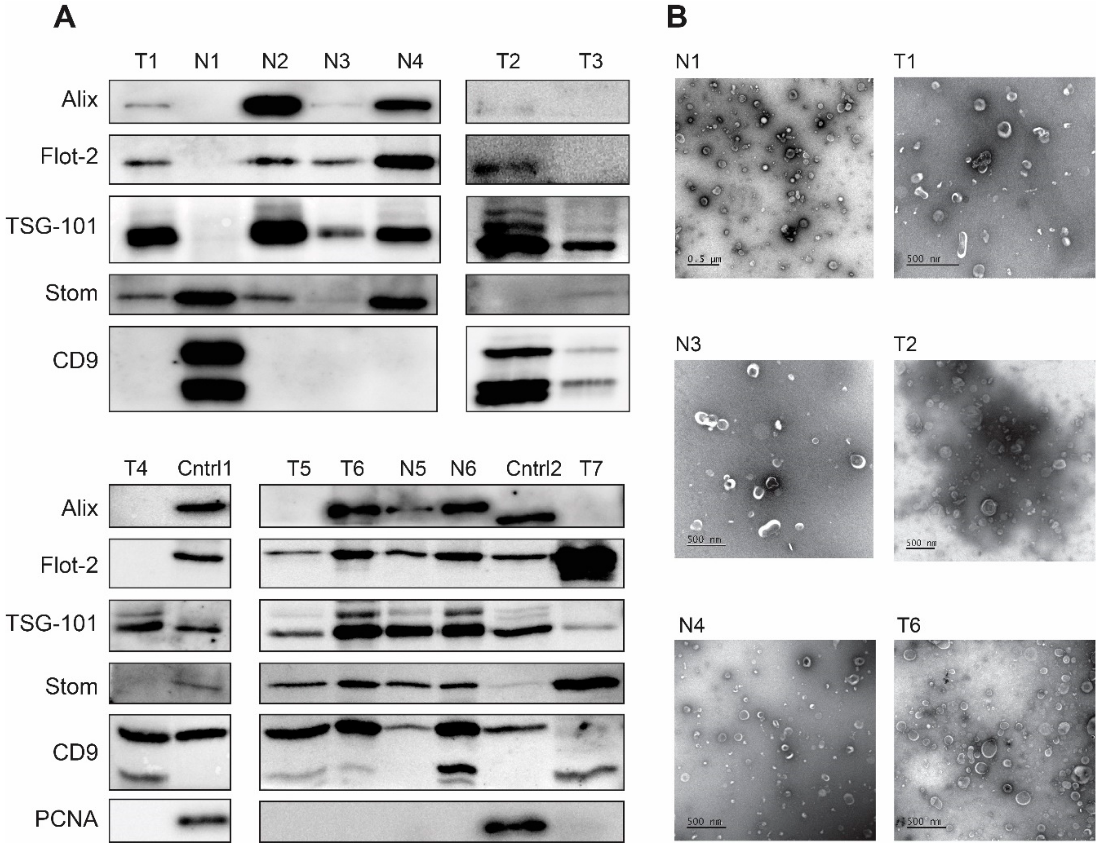 Cancers 14 03314 g002